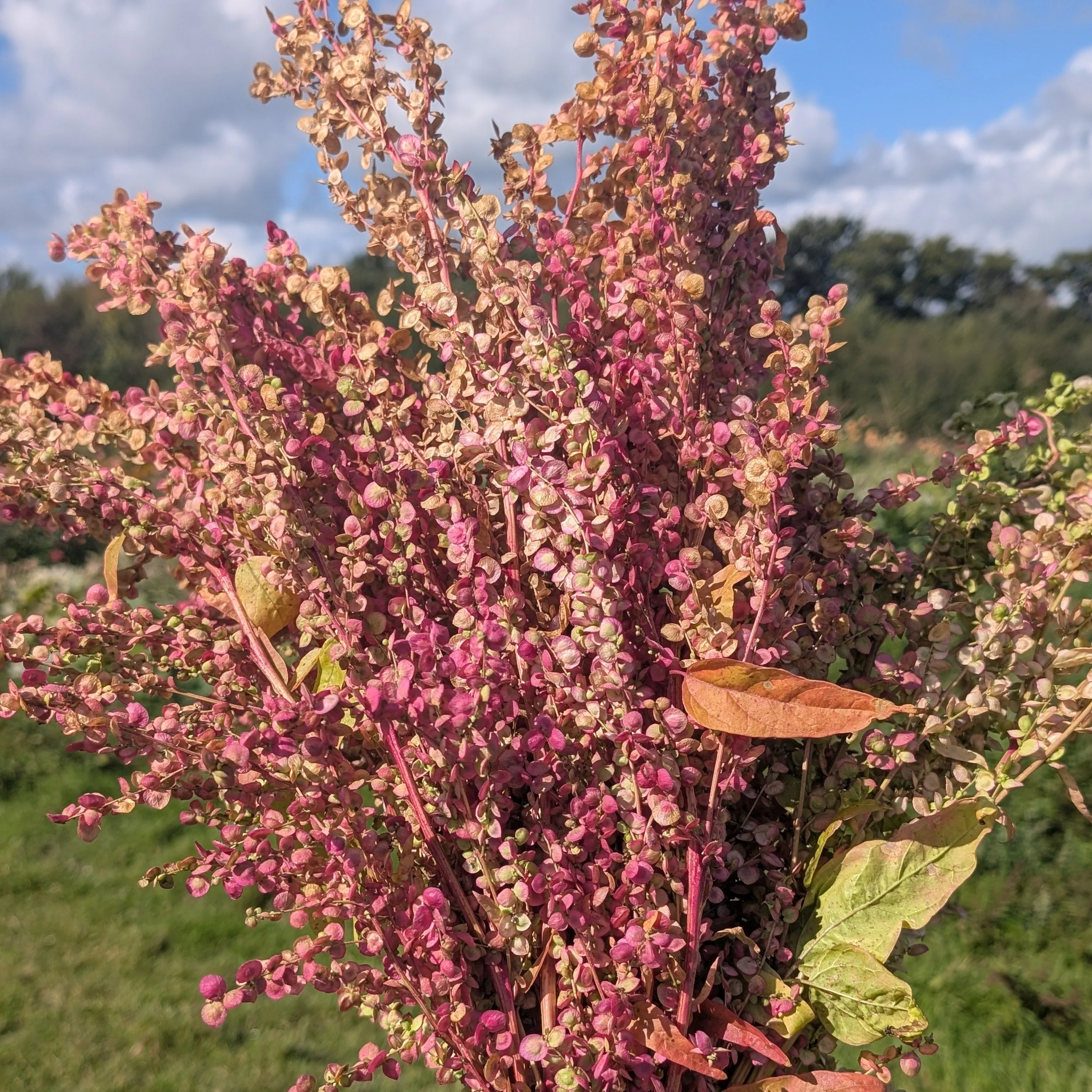 Orach 'Rose Gold'