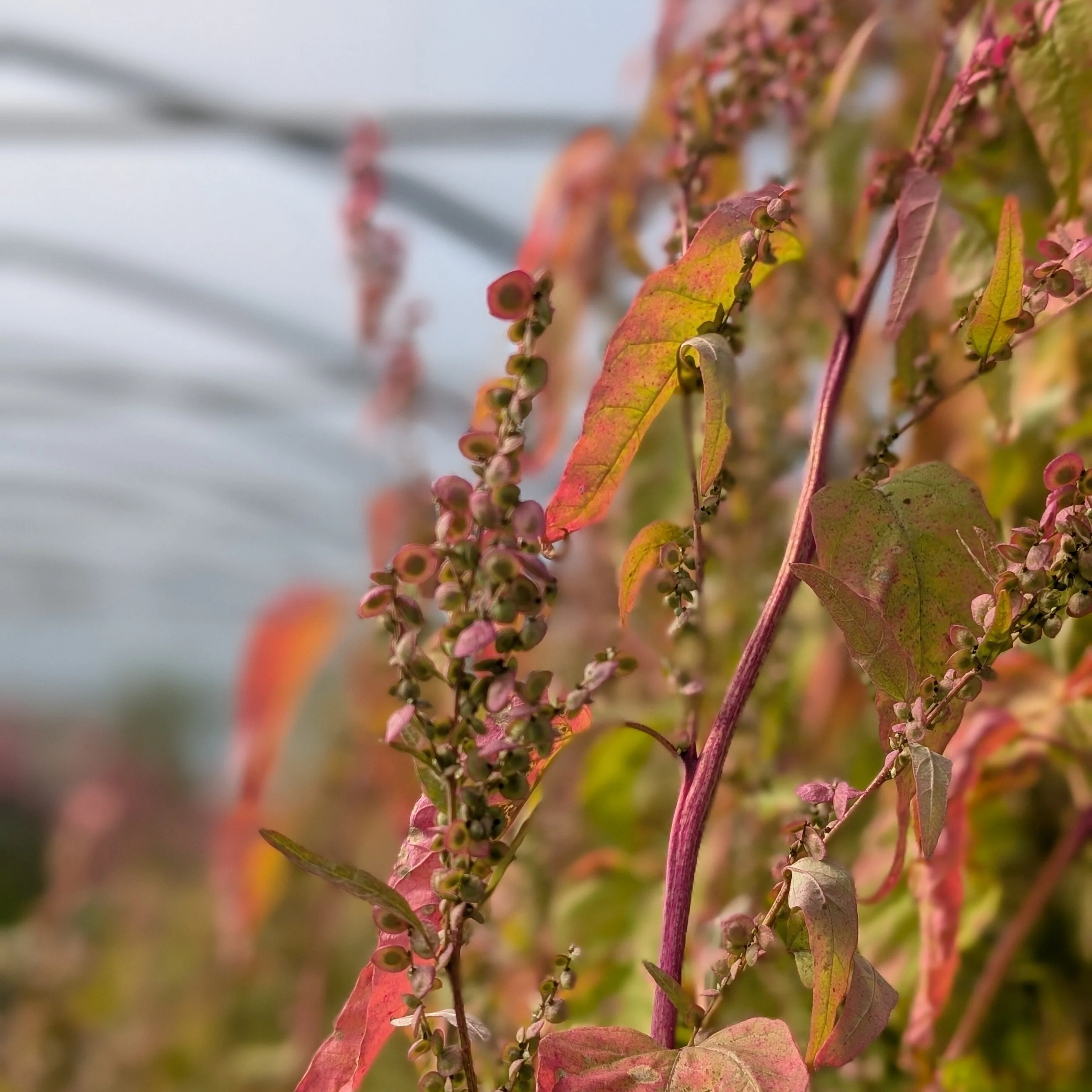 Orach 'Rose Gold' - Image 3