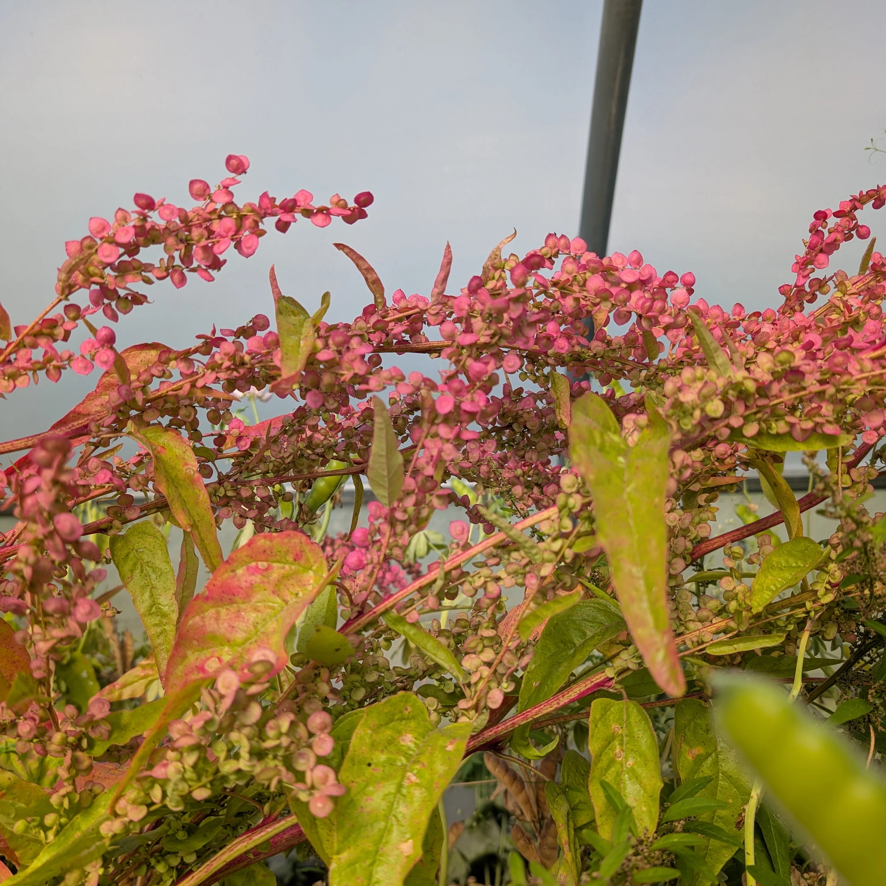 Orach 'Rose Gold' - Image 4