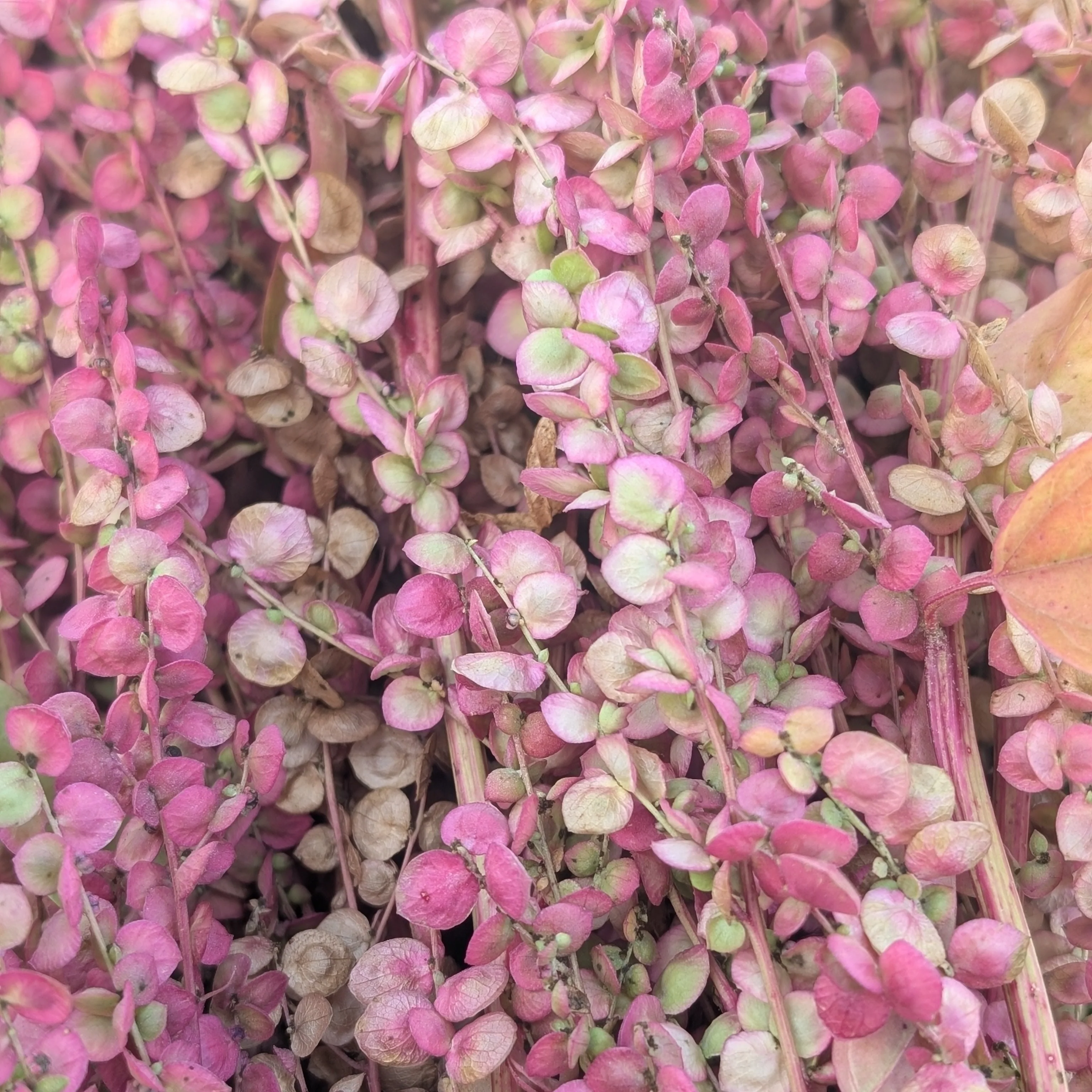 Orach 'Rose Gold' - Image 5