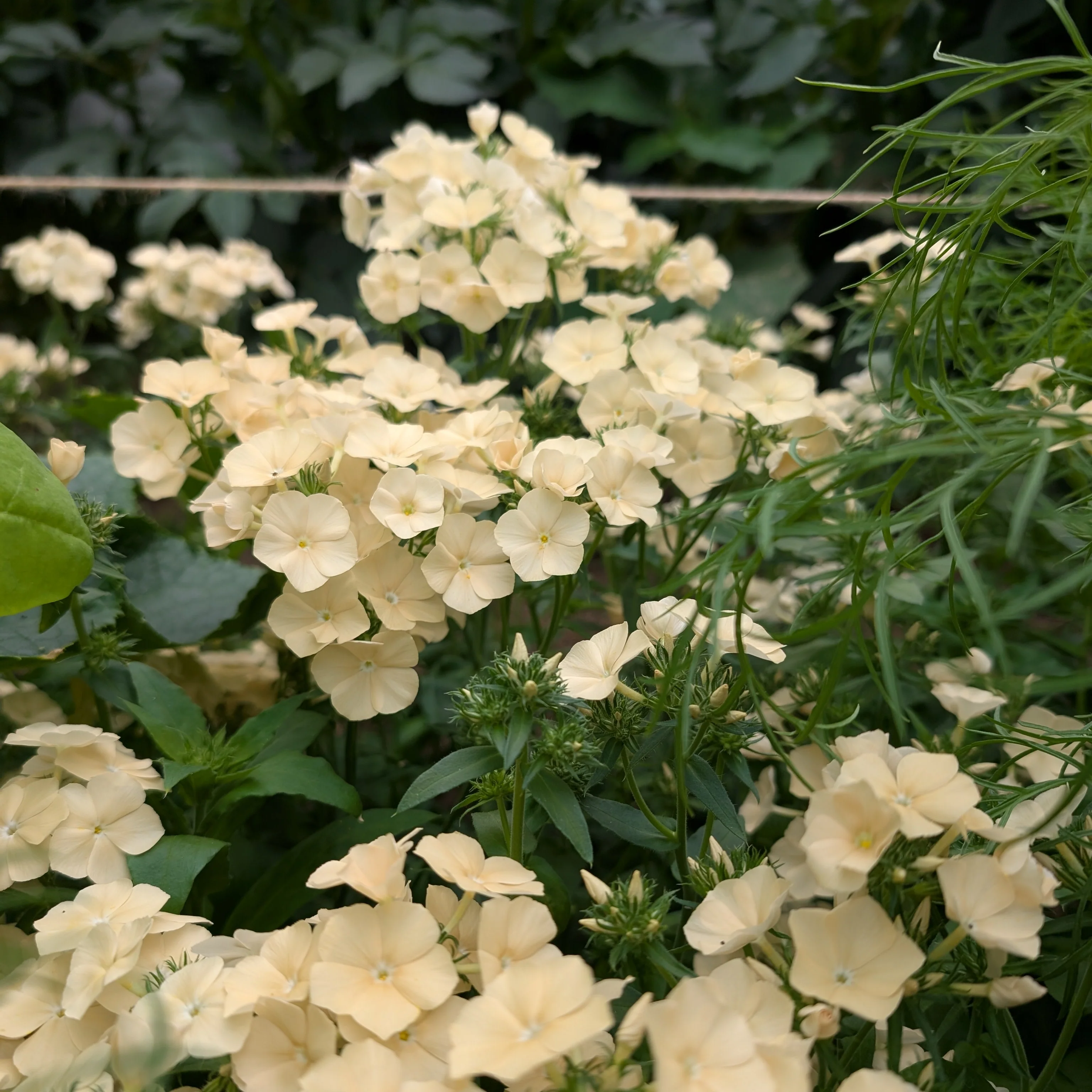 Phlox 'Isabellina' - Image 3