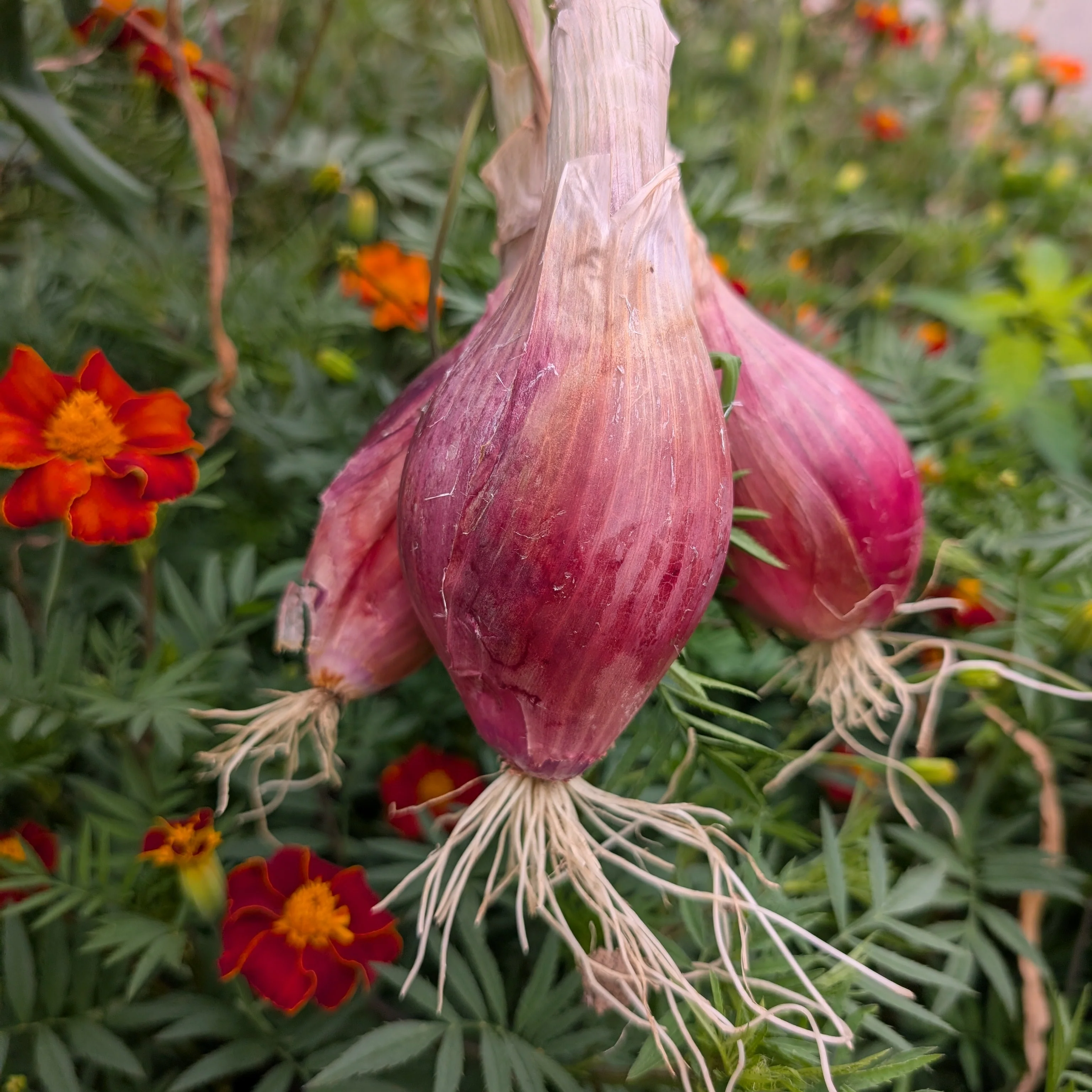 Red Onion 'Long Red Florence'