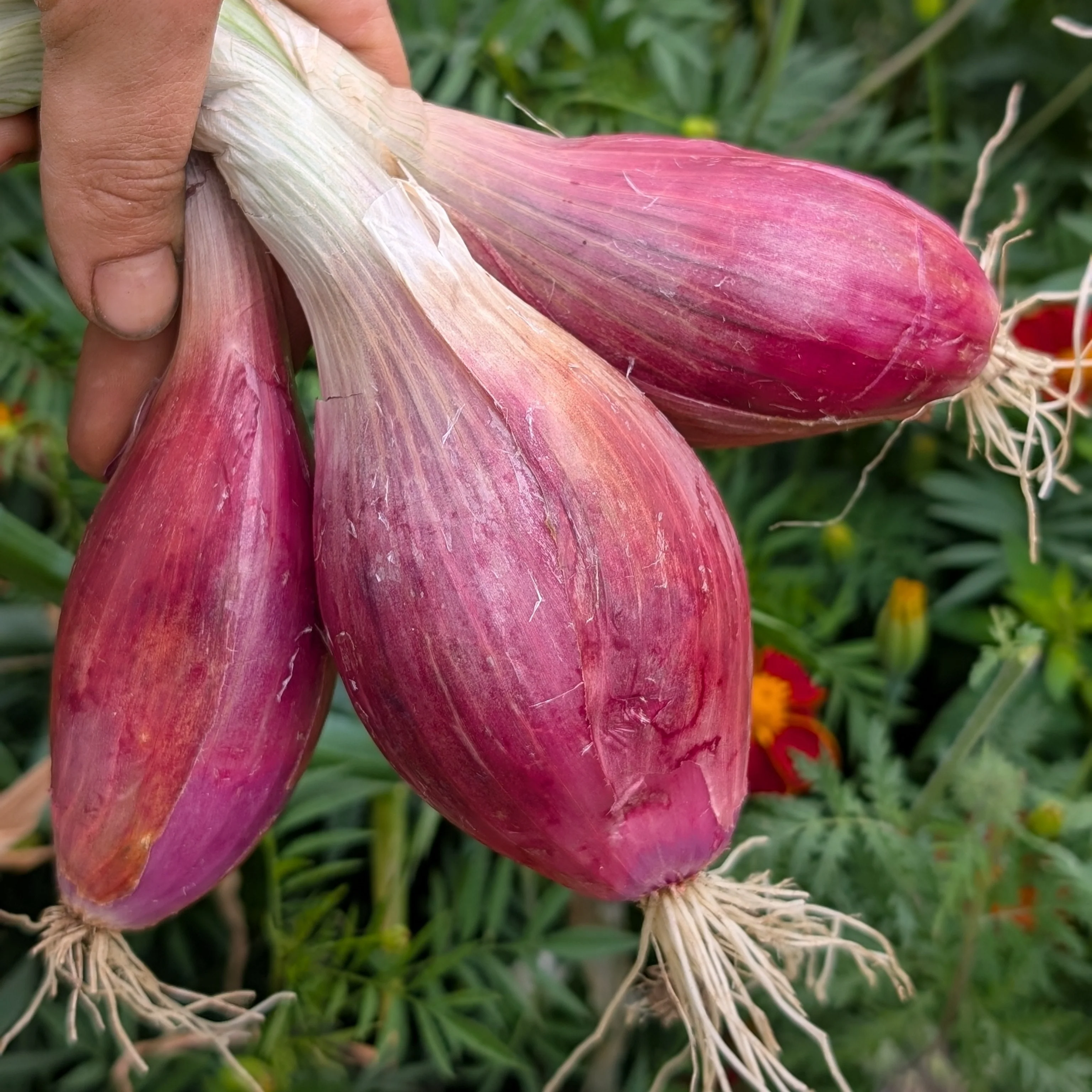 Red Onion 'Long Red Florence' - Image 2