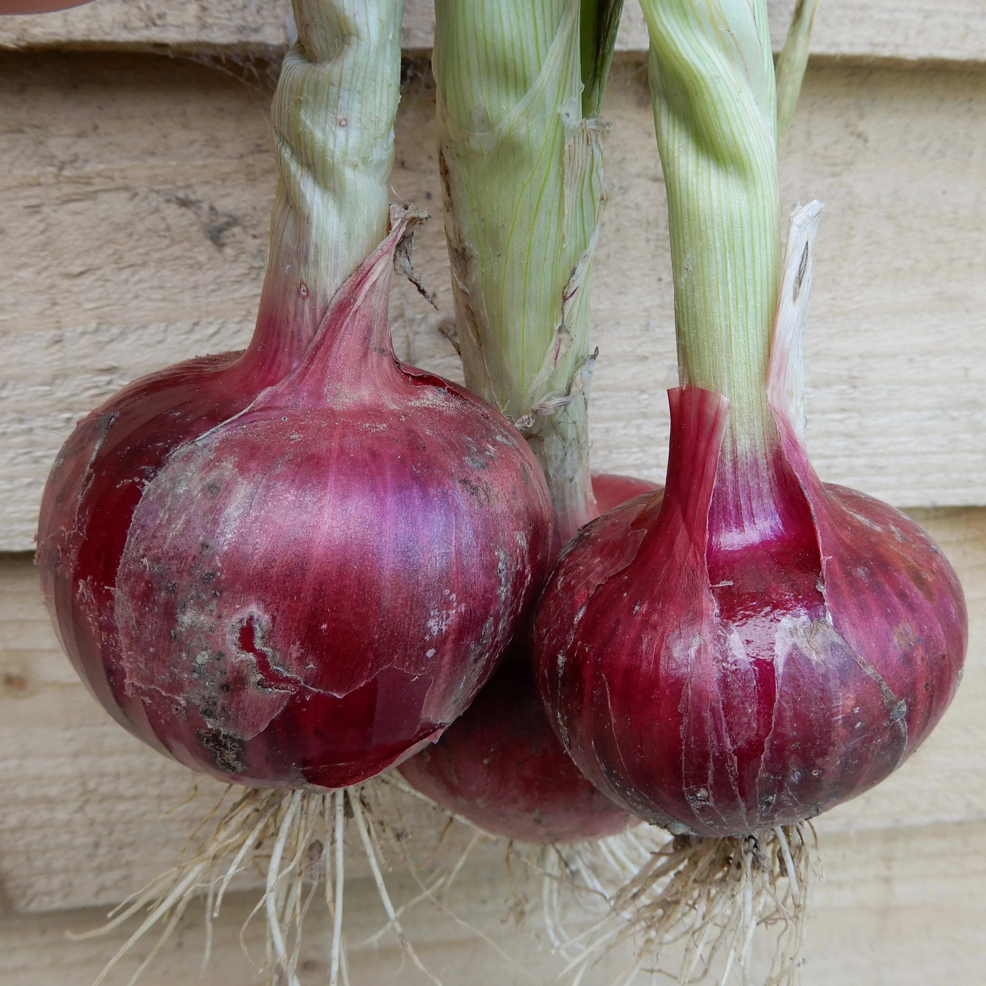 Red Onion 'Rossa di Milano'