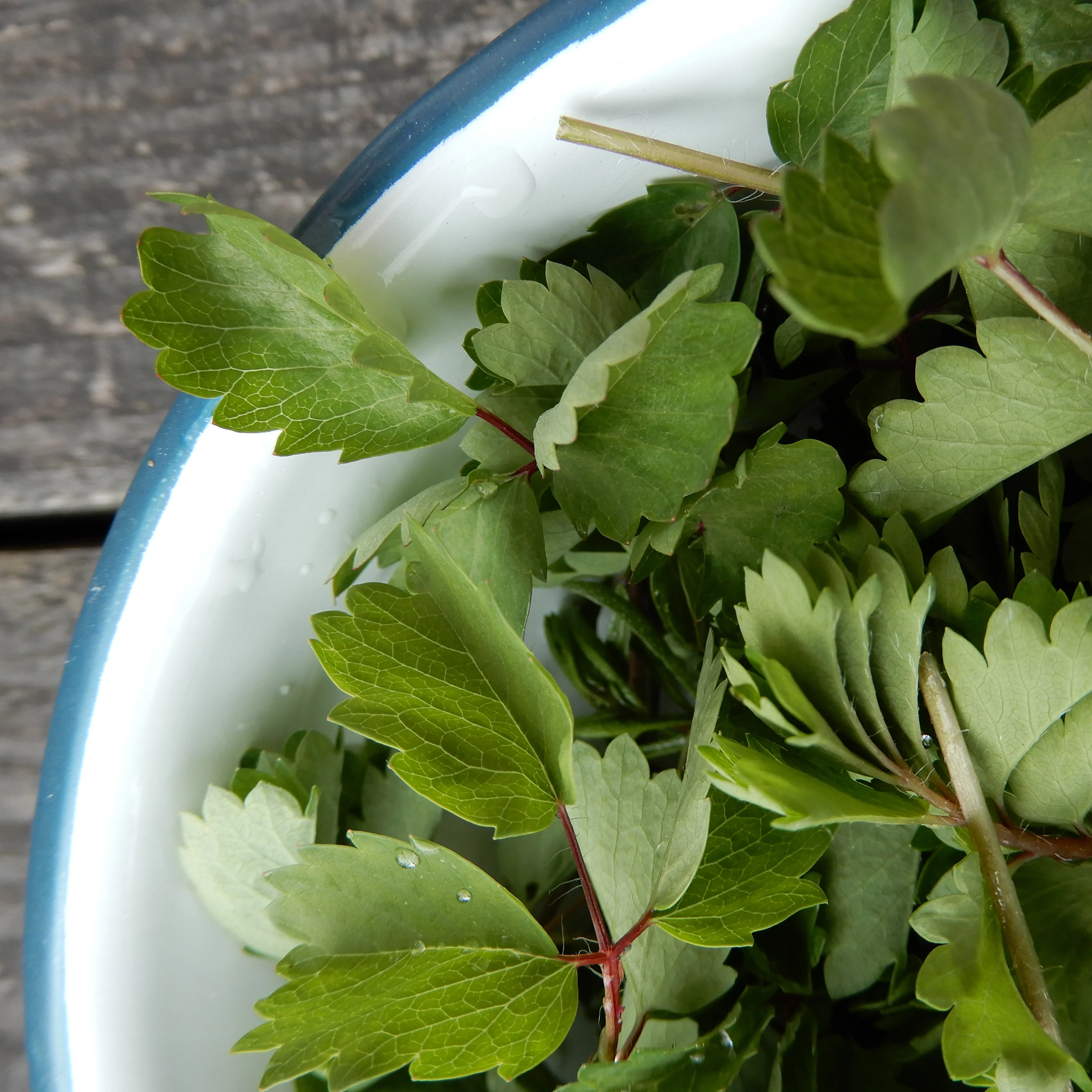 Salad Burnet - Image 2