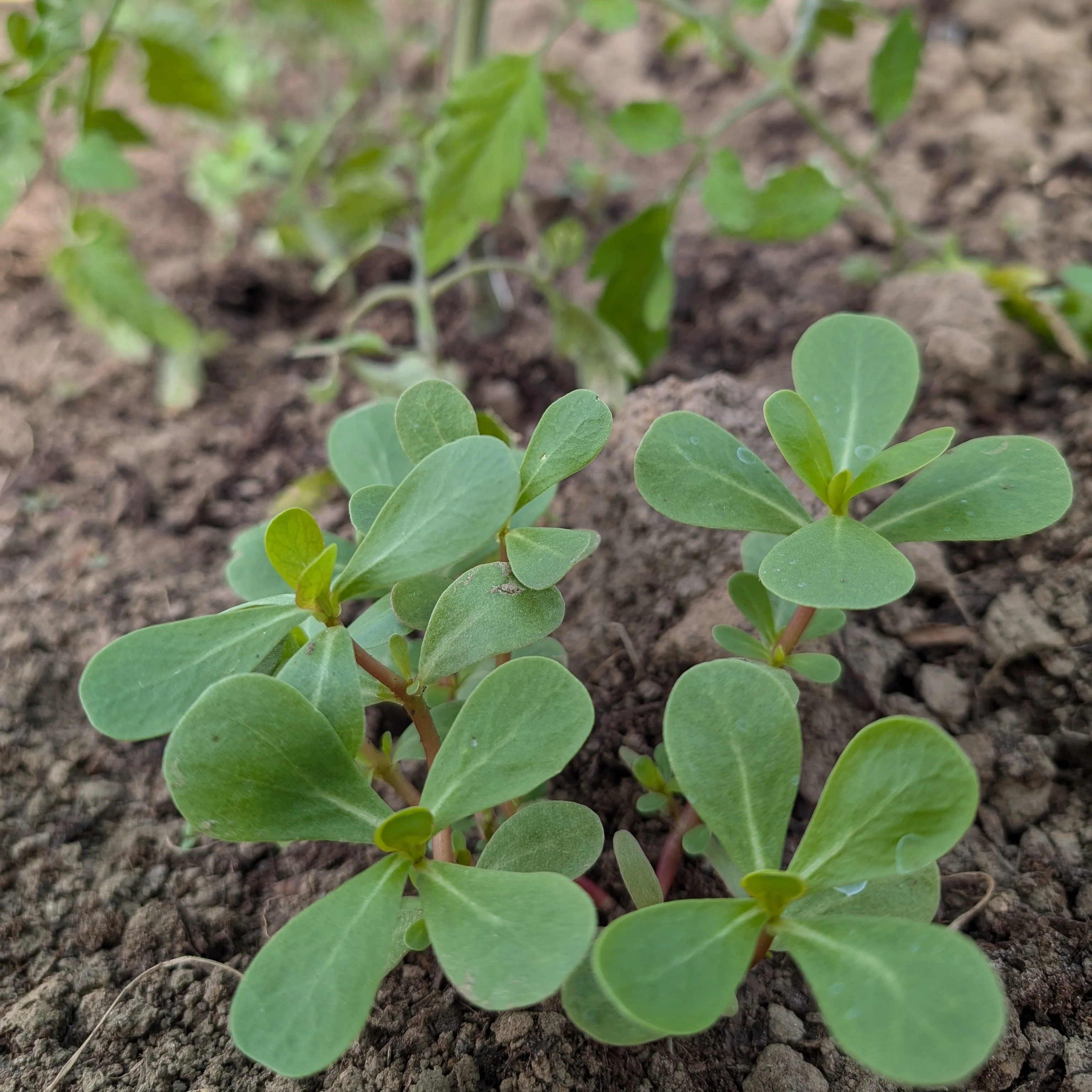 Salad Leaf 'Green Purslane'