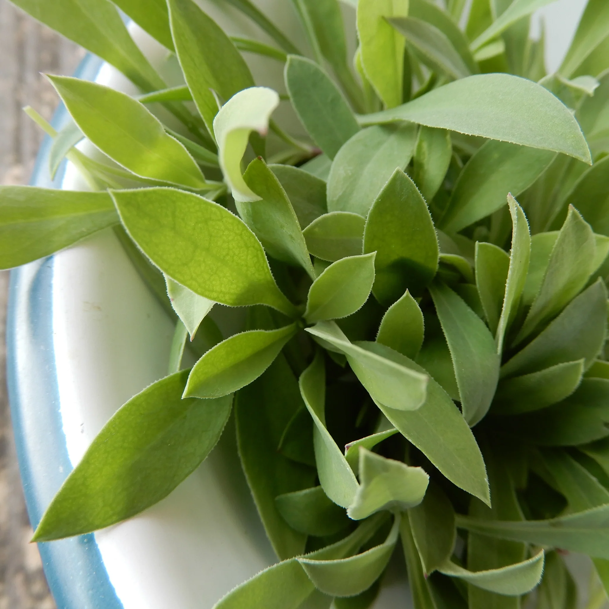 Salad Leaves 'Stridolo'