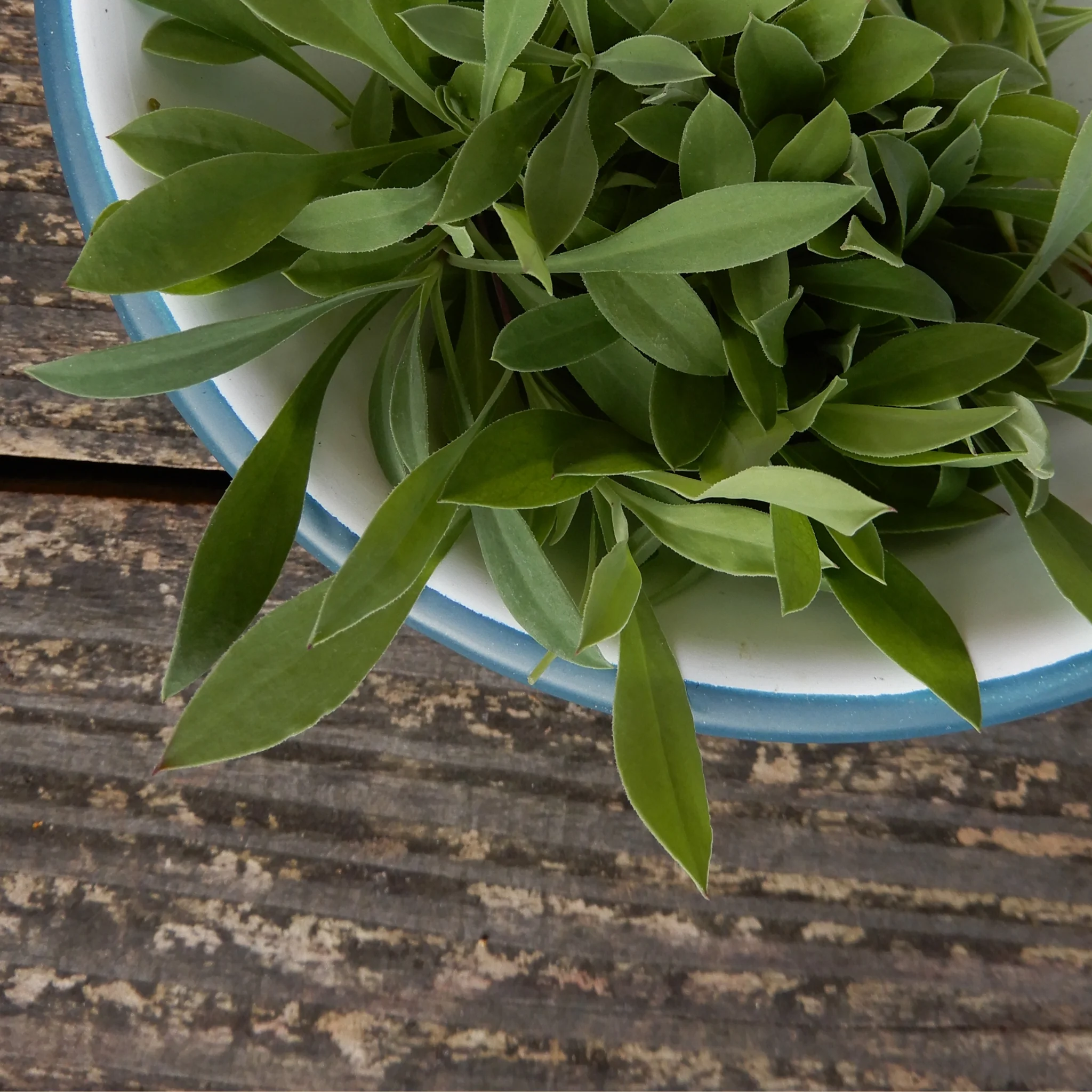 Salad Leaves 'Stridolo' - Image 2