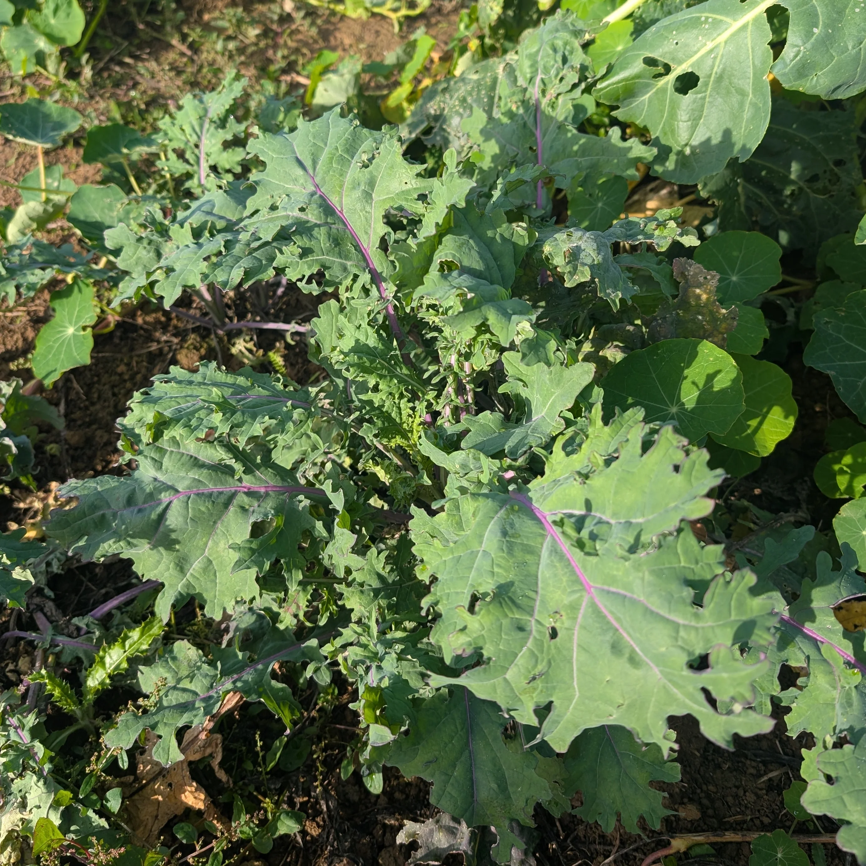 Siberian Kale 'Red Russian' - Image 2