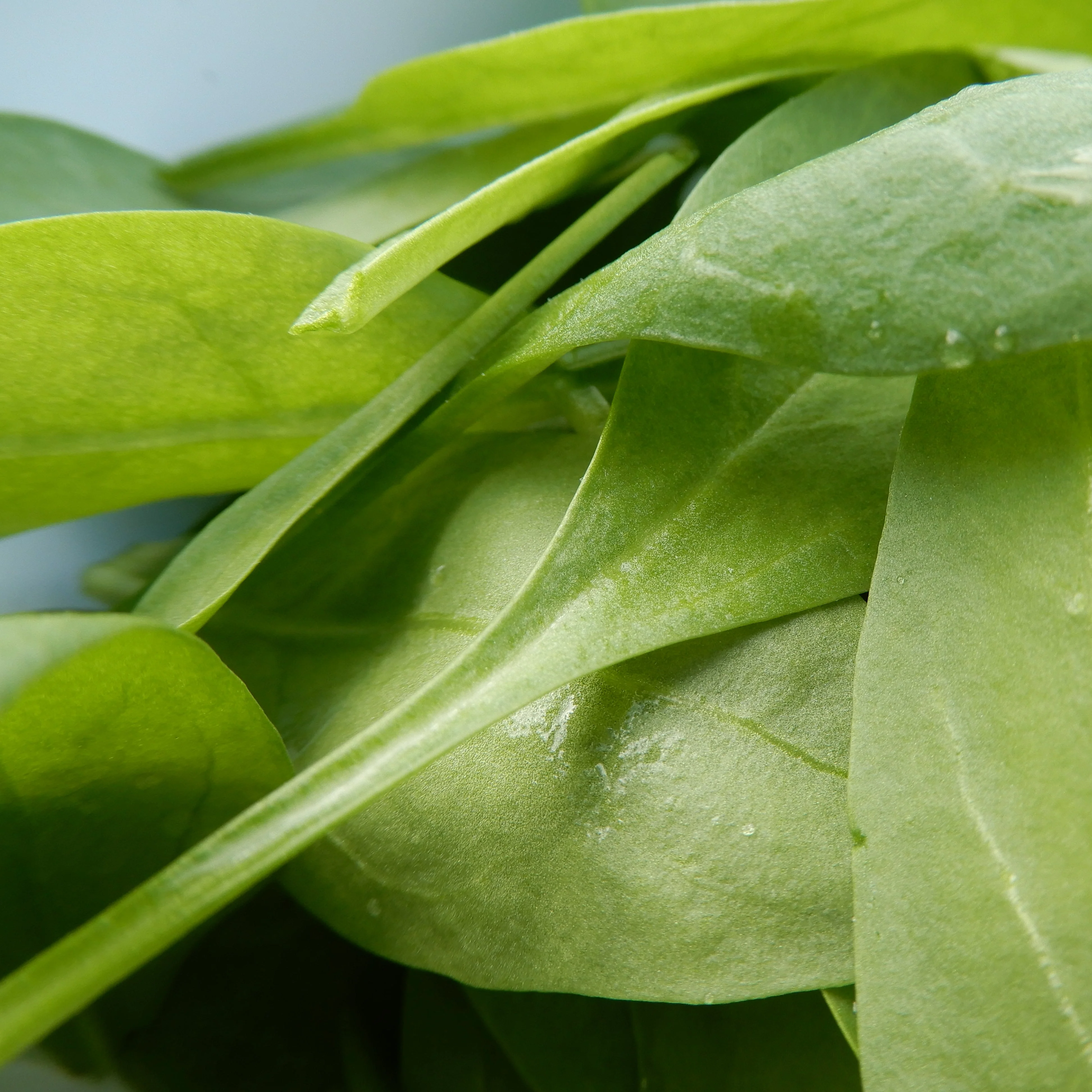 Spinach 'Matador' Seeds - Image 2