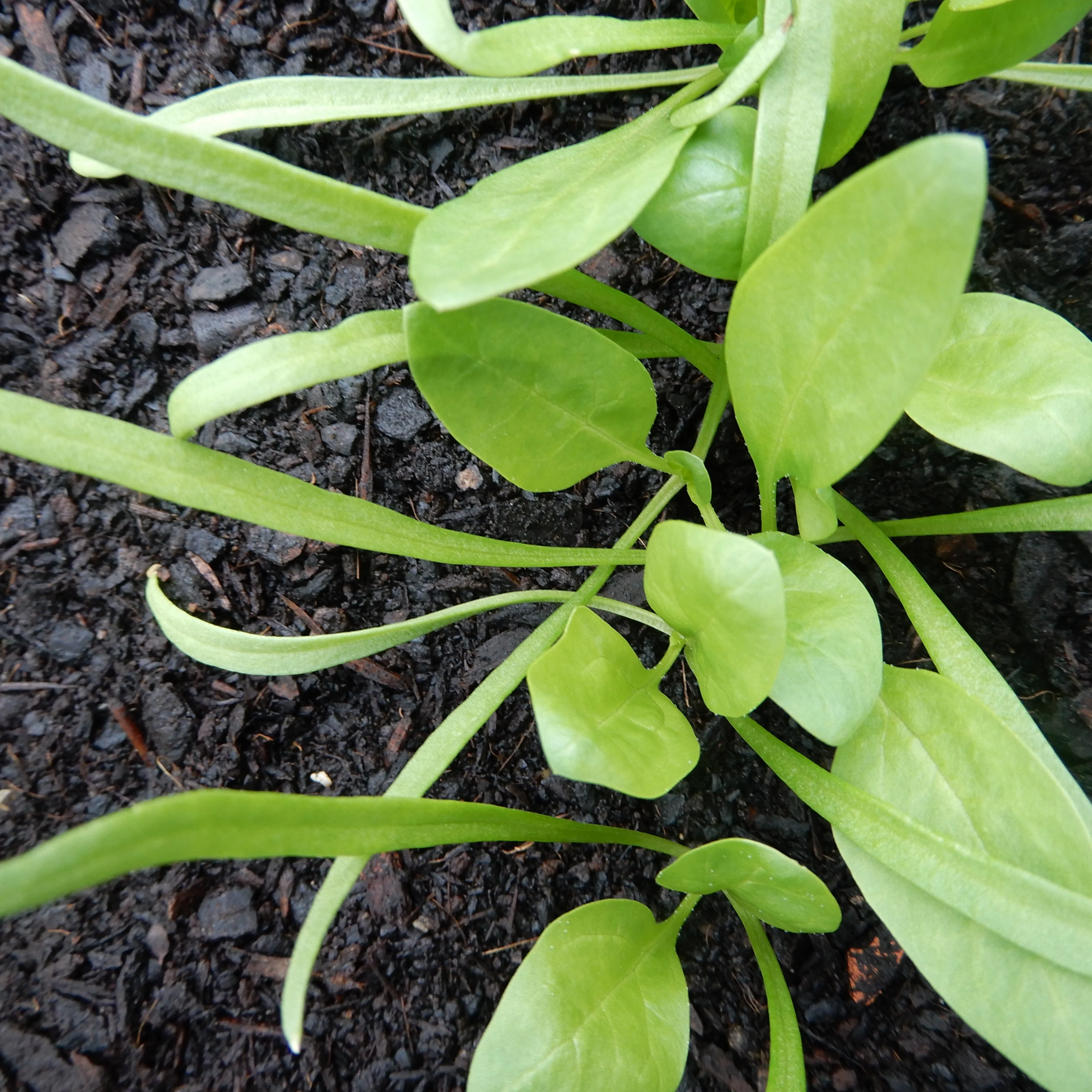 Spinach 'Matador' Seeds - Image 3