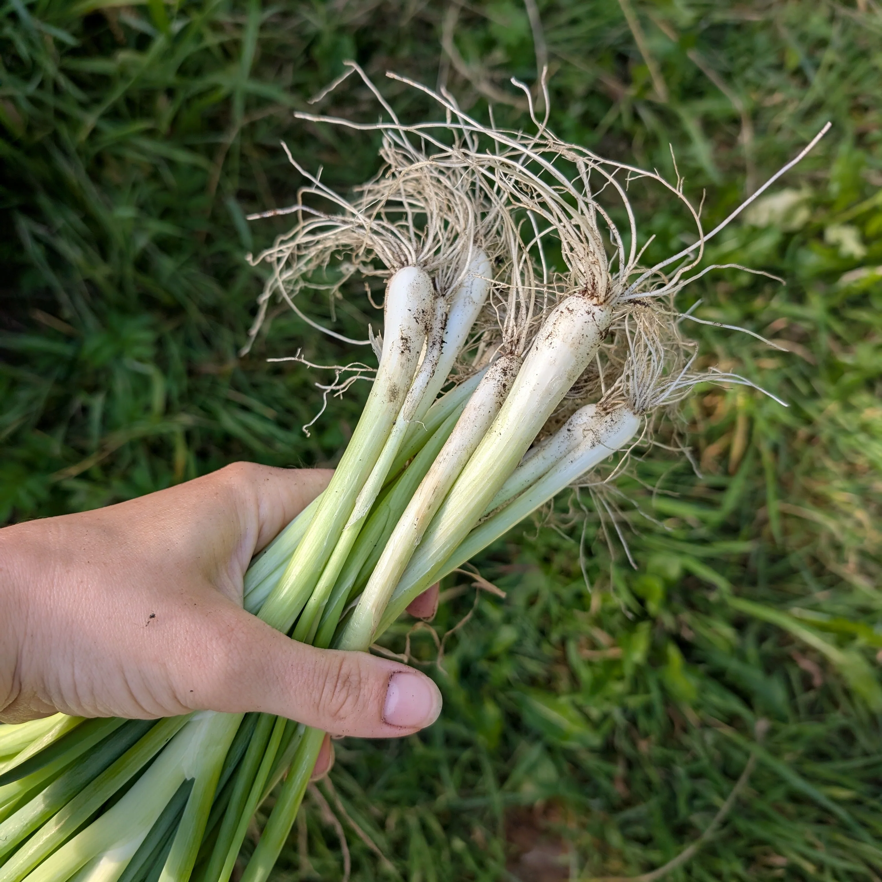 Spring Onion 'Ishikura'