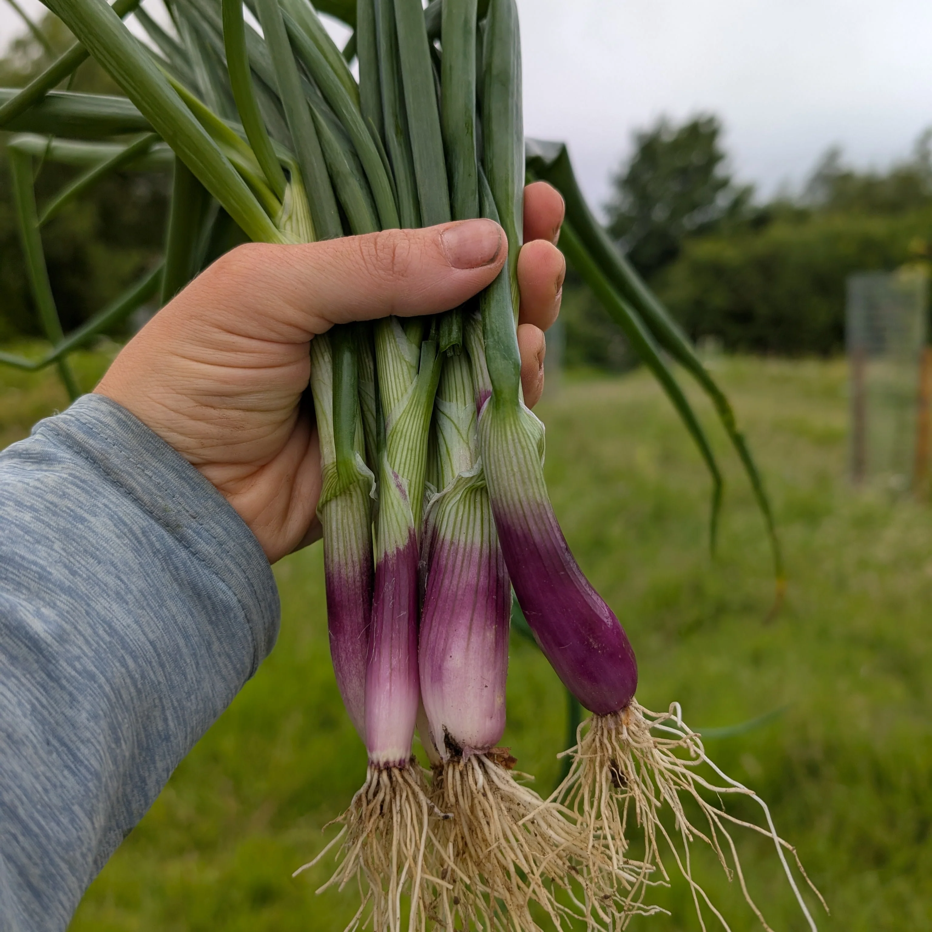 Spring Onion 'Lilia'