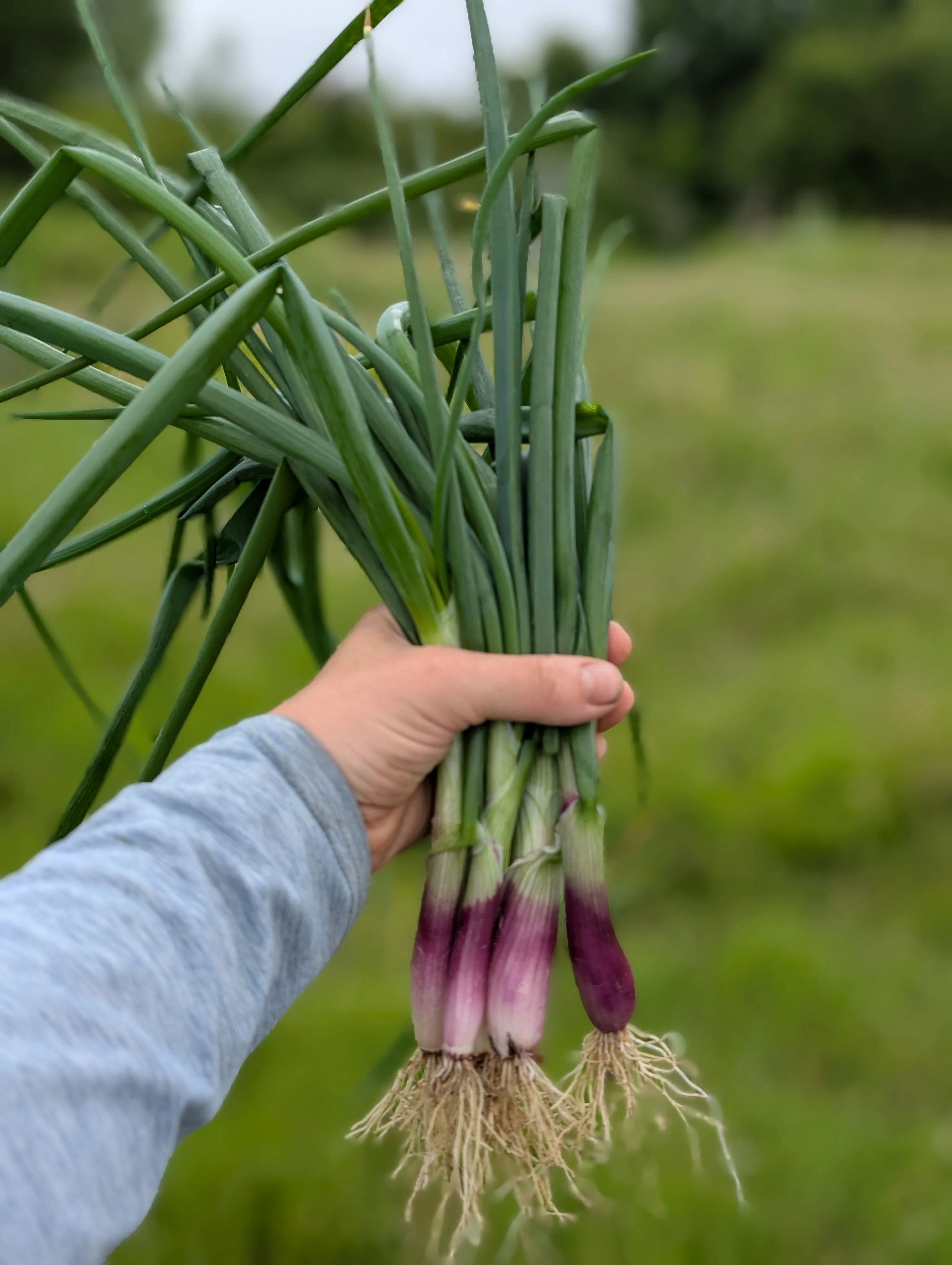 Spring Onion 'Lilia' - Image 2