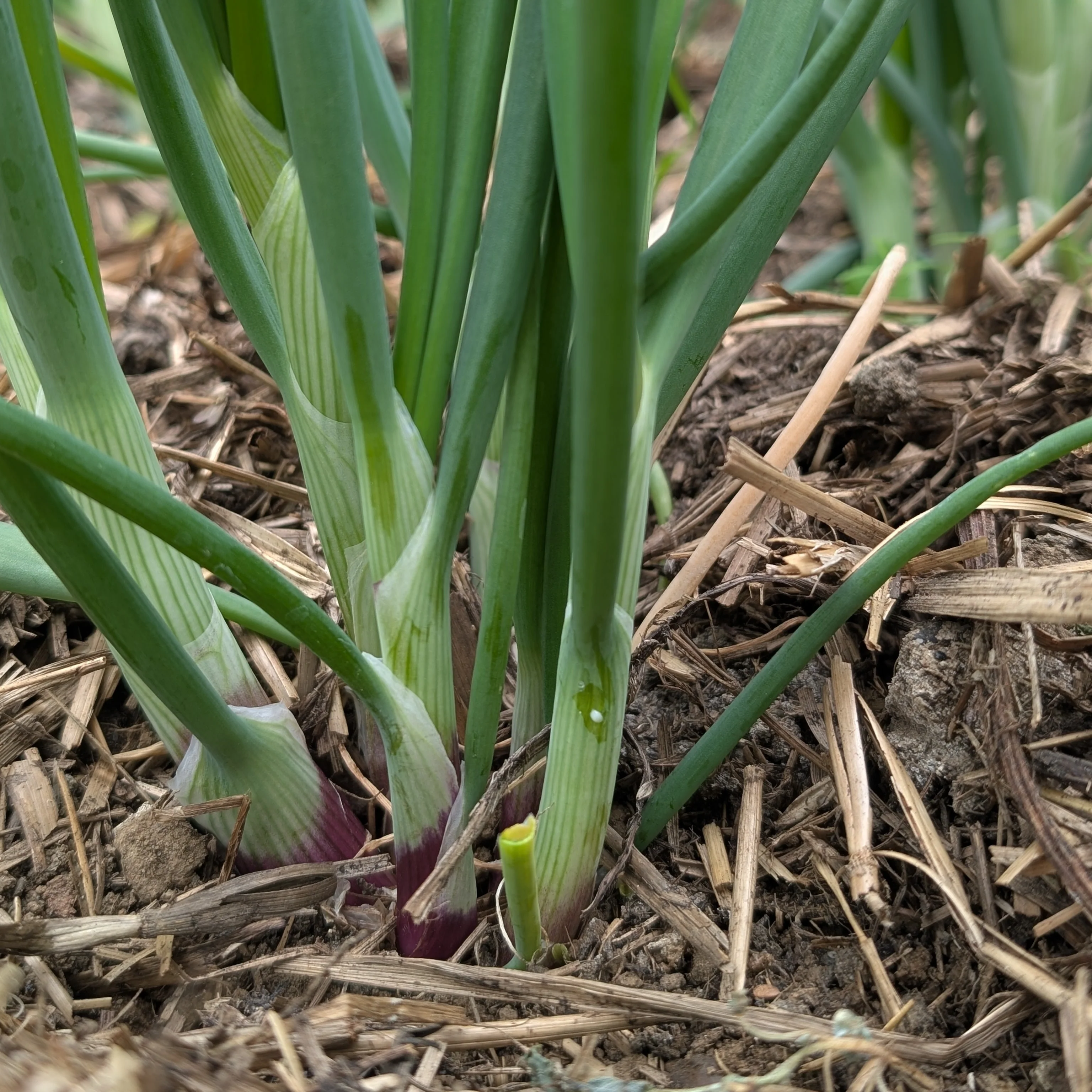 Spring Onion 'Lilia' - Image 3