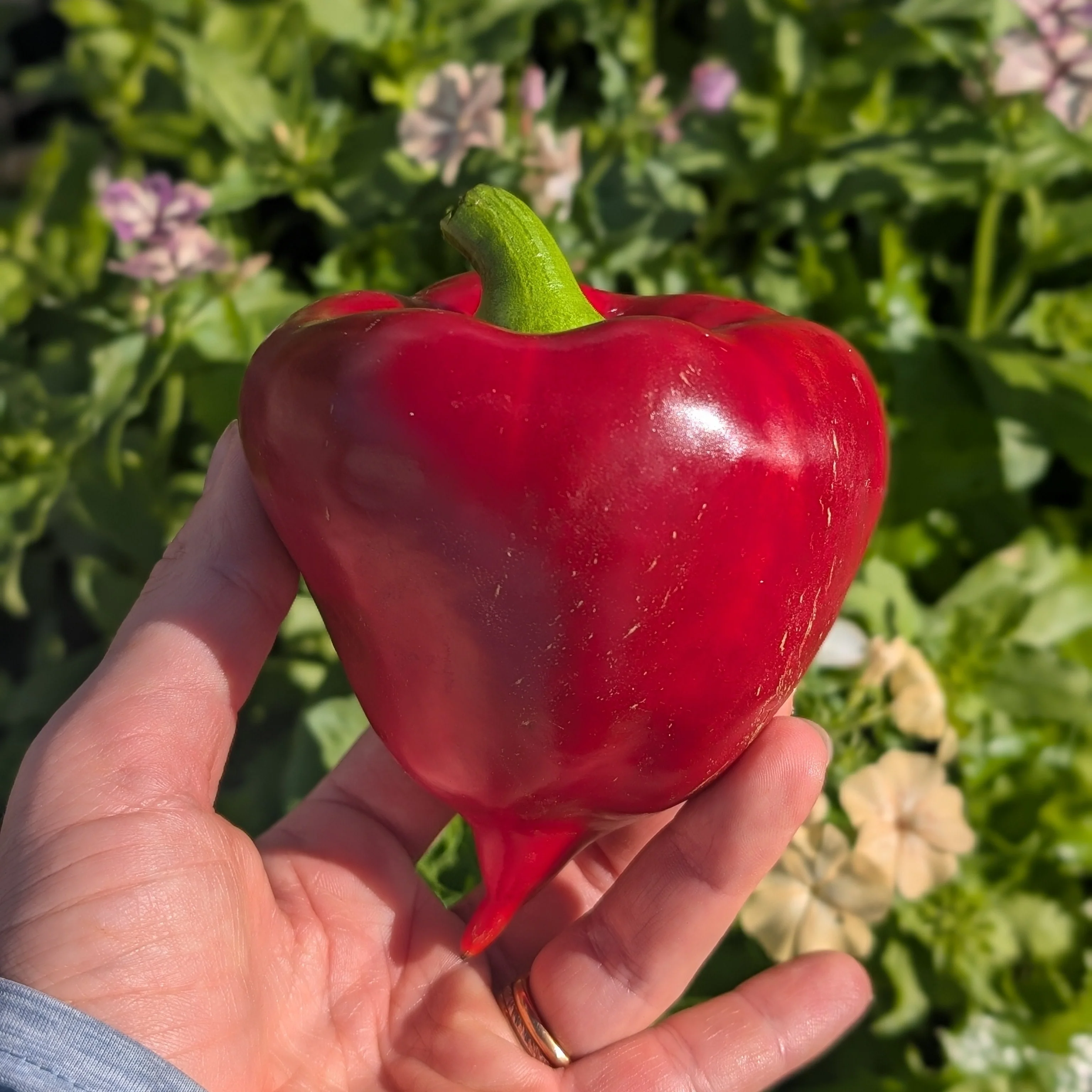 Sweet Pepper 'Lesya'