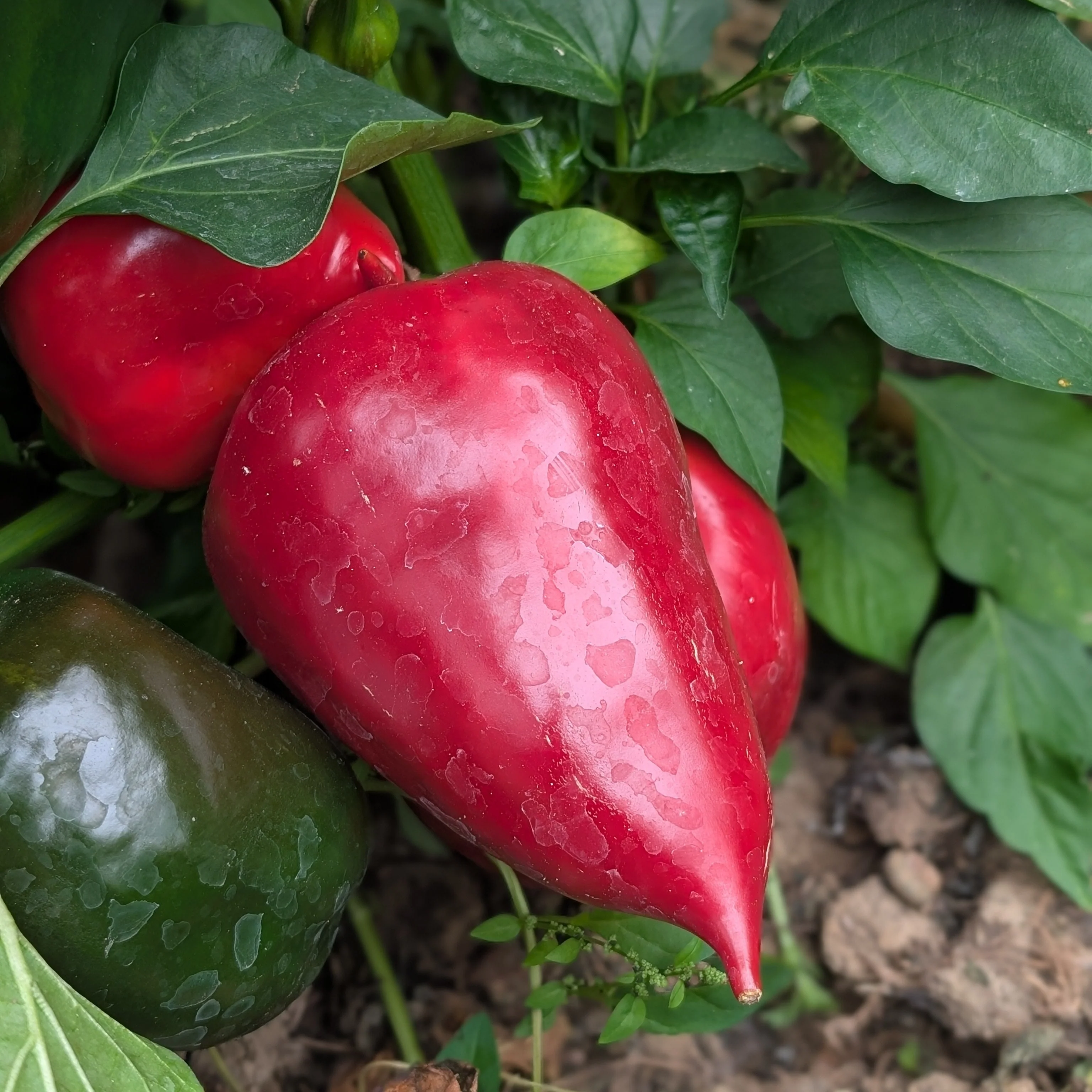 Sweet Pepper 'Lesya' - Image 3