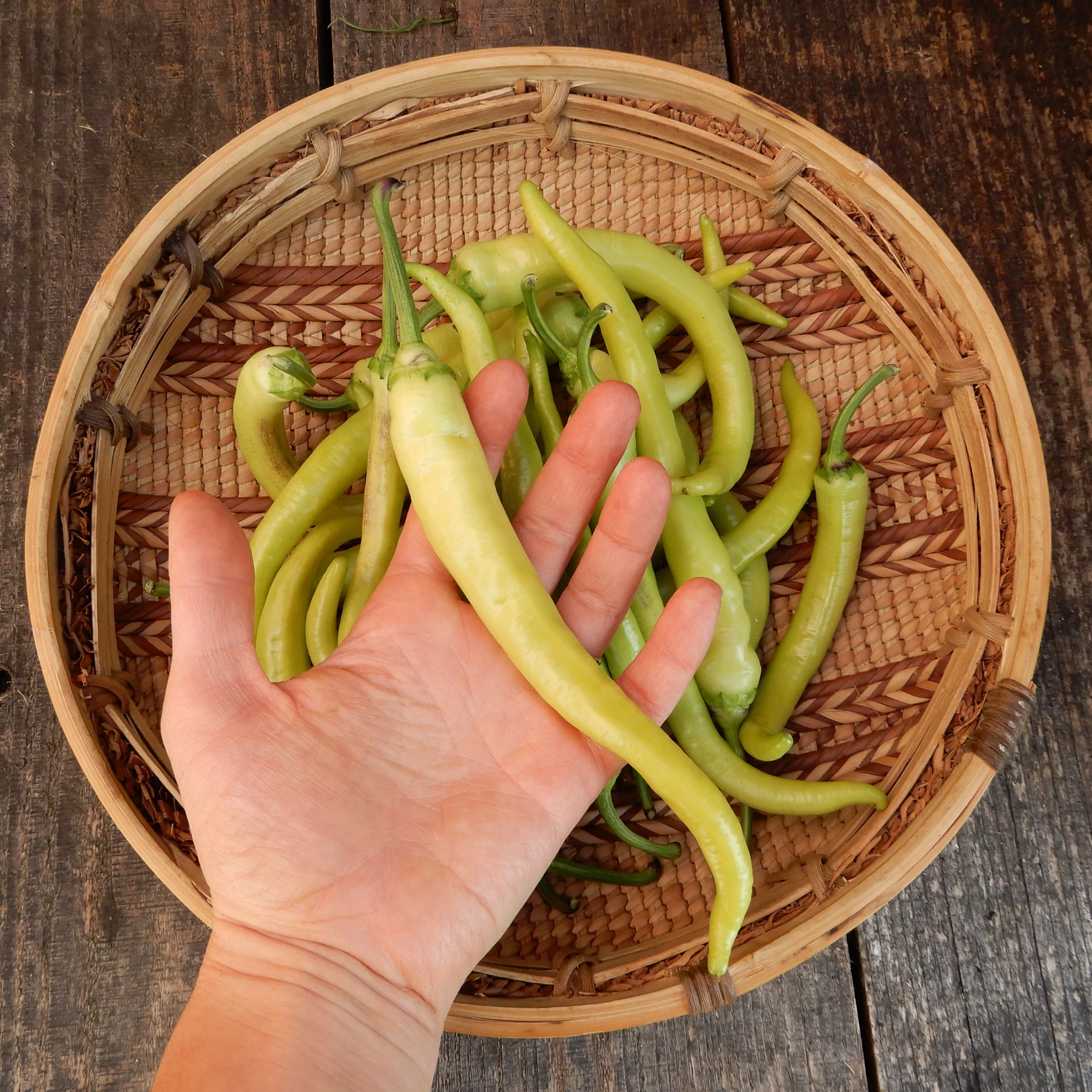 Sweet Pepper 'Turkish Delight' - Image 2