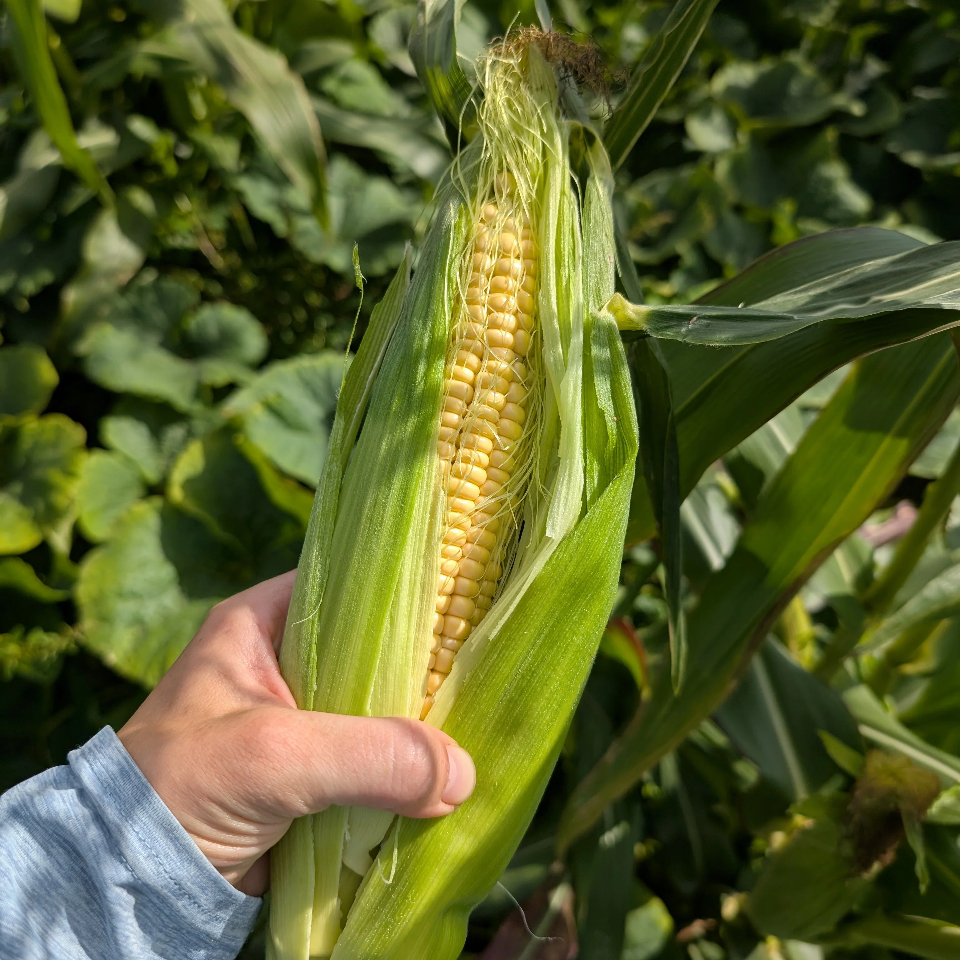 Sweetcorn 'Golden Bantam'