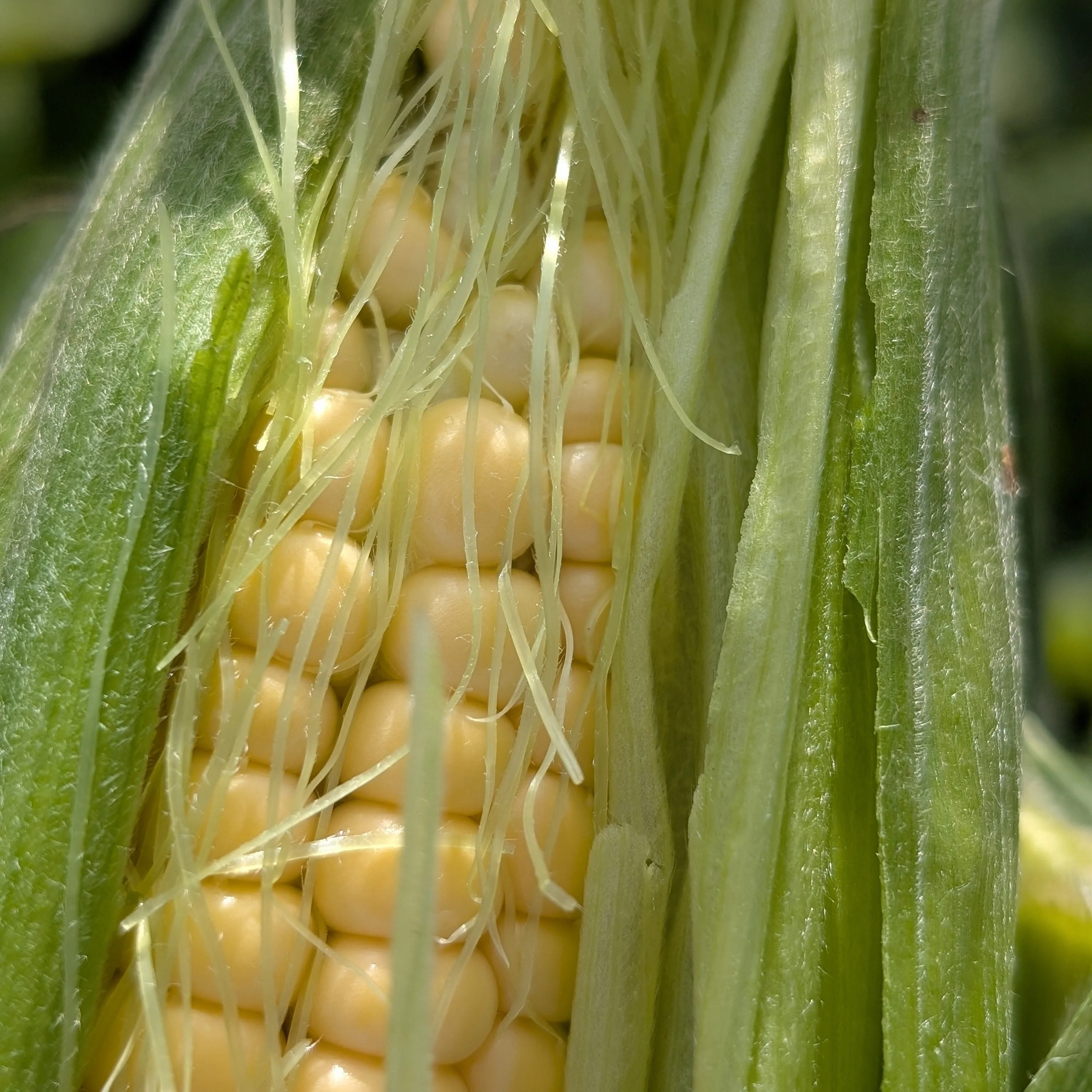 Sweetcorn 'Golden Bantam' - Image 2