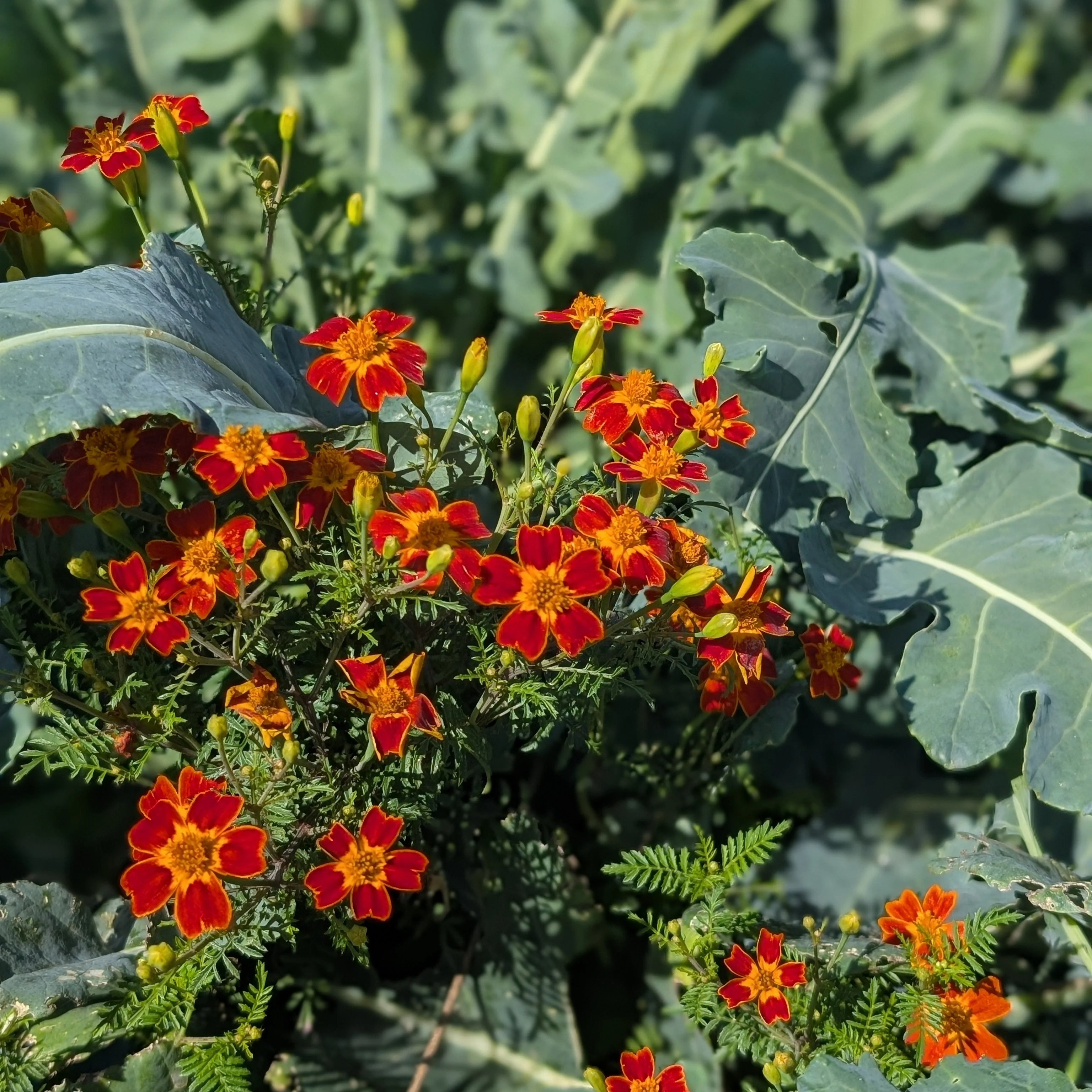 Tagetes 'Red Gem' Seeds