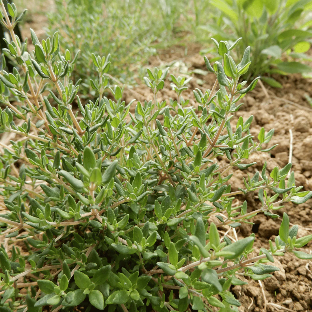 Thyme