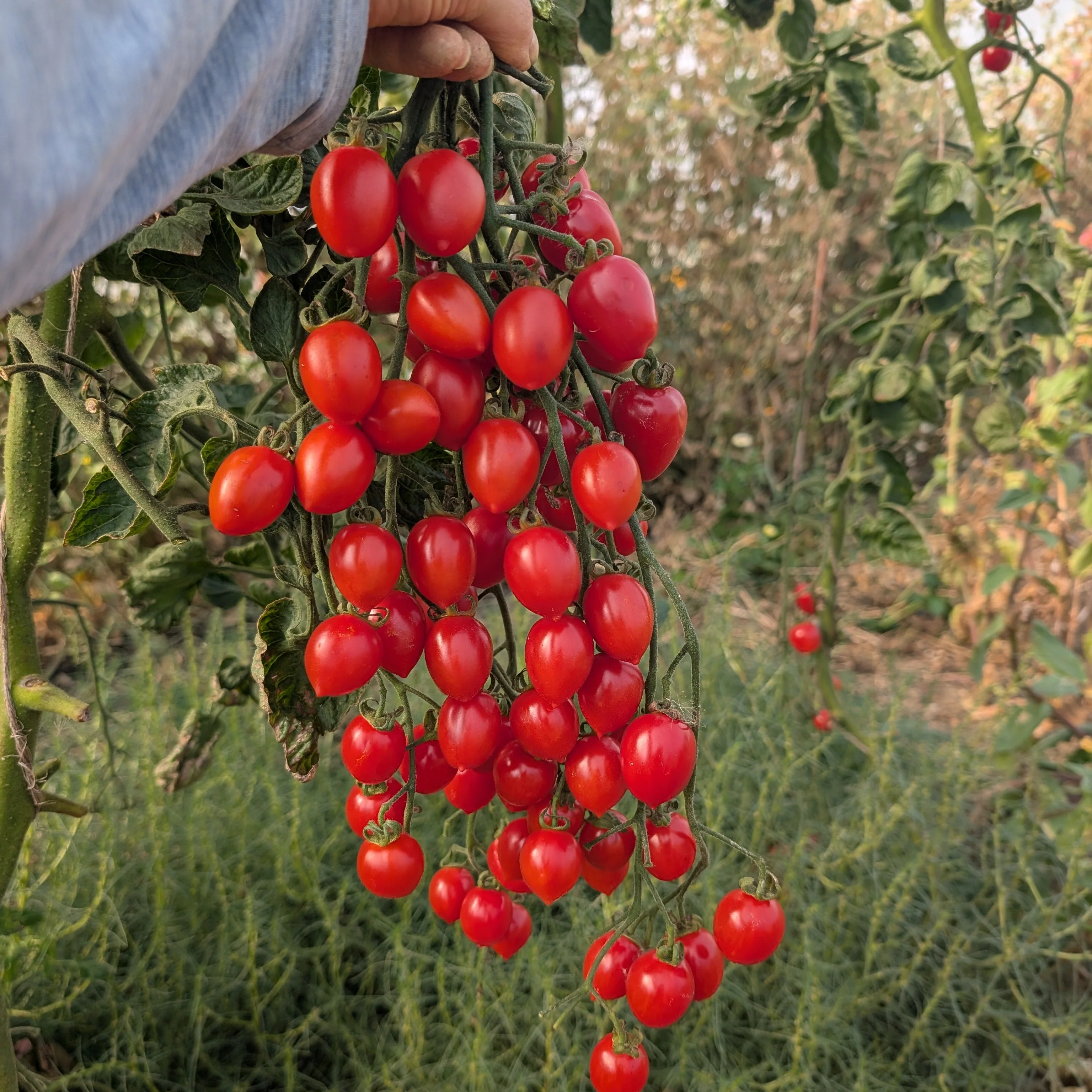 Tomato 'Gardeners Sweetheart'