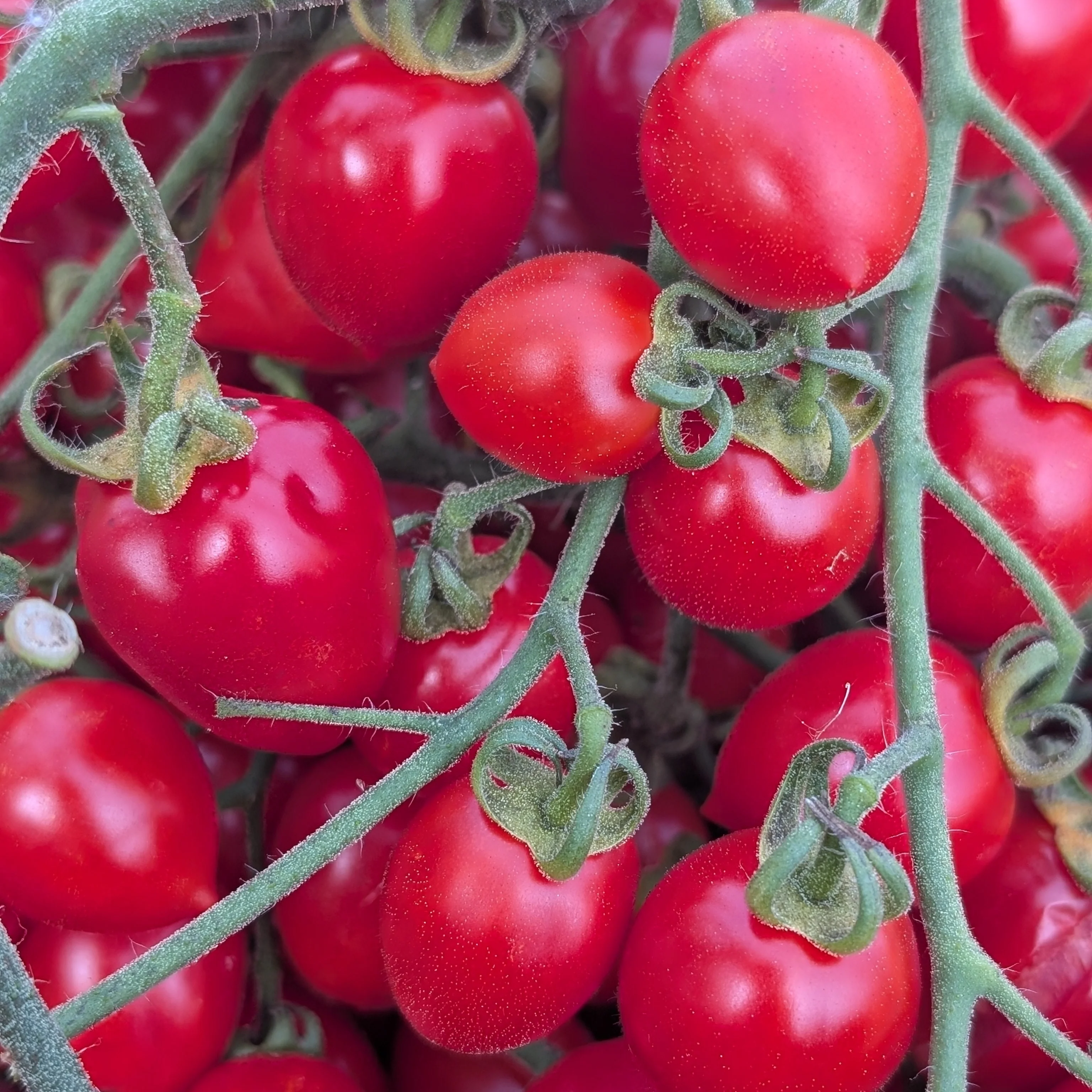 Tomato 'Gardeners Sweetheart' - Image 2