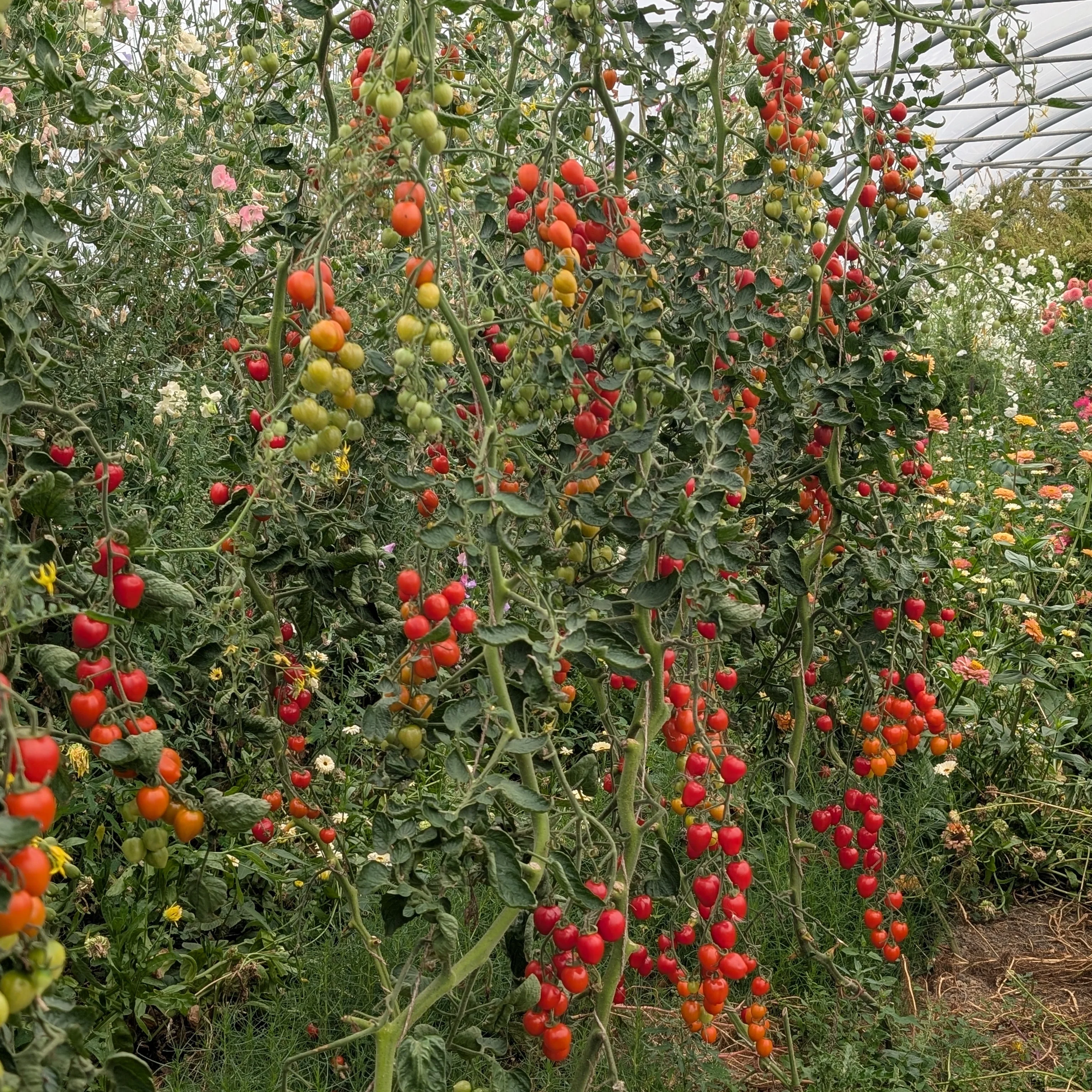 Tomato 'Gardeners Sweetheart' - Image 3