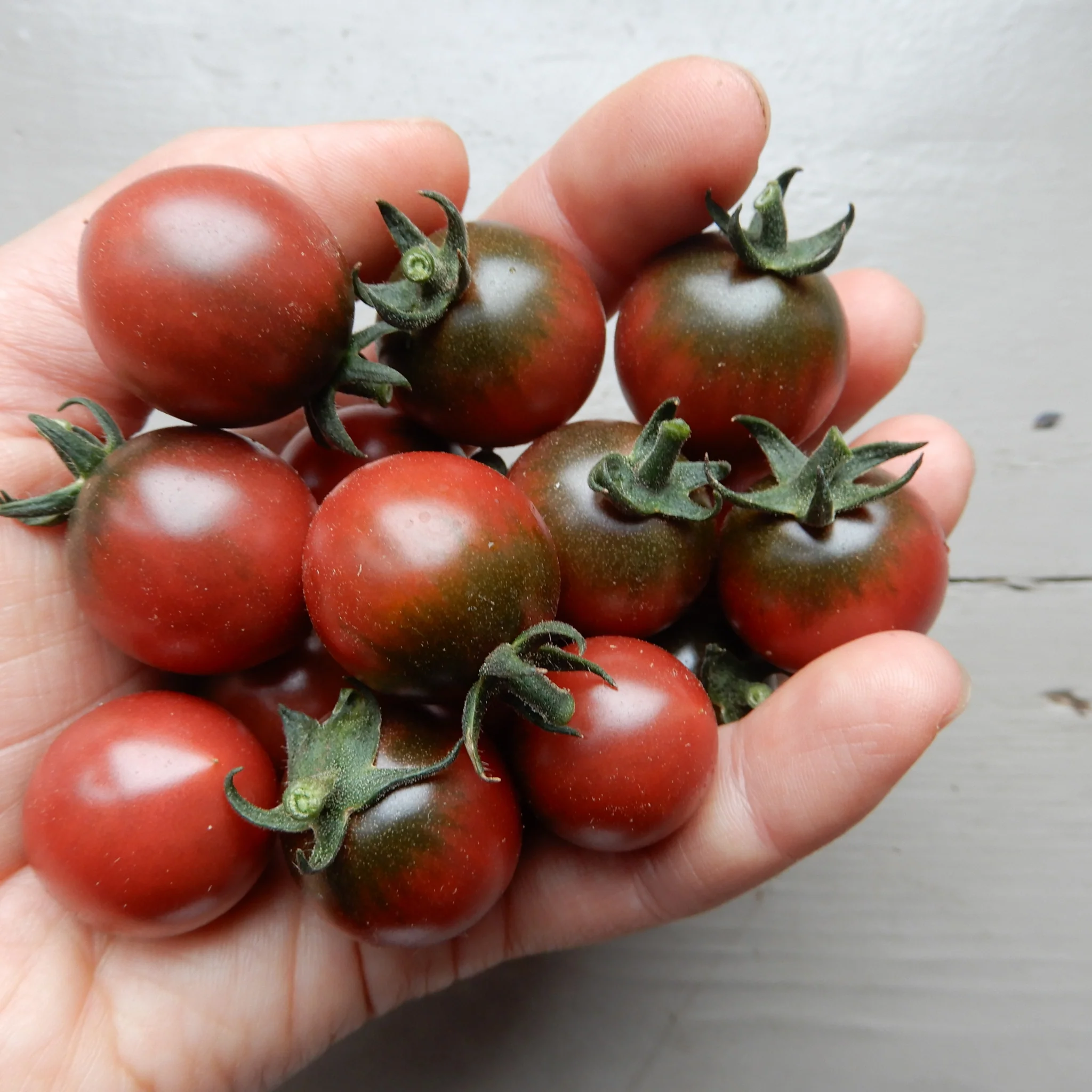 Tomato 'Rosella' | indoor, vining cherry tomato