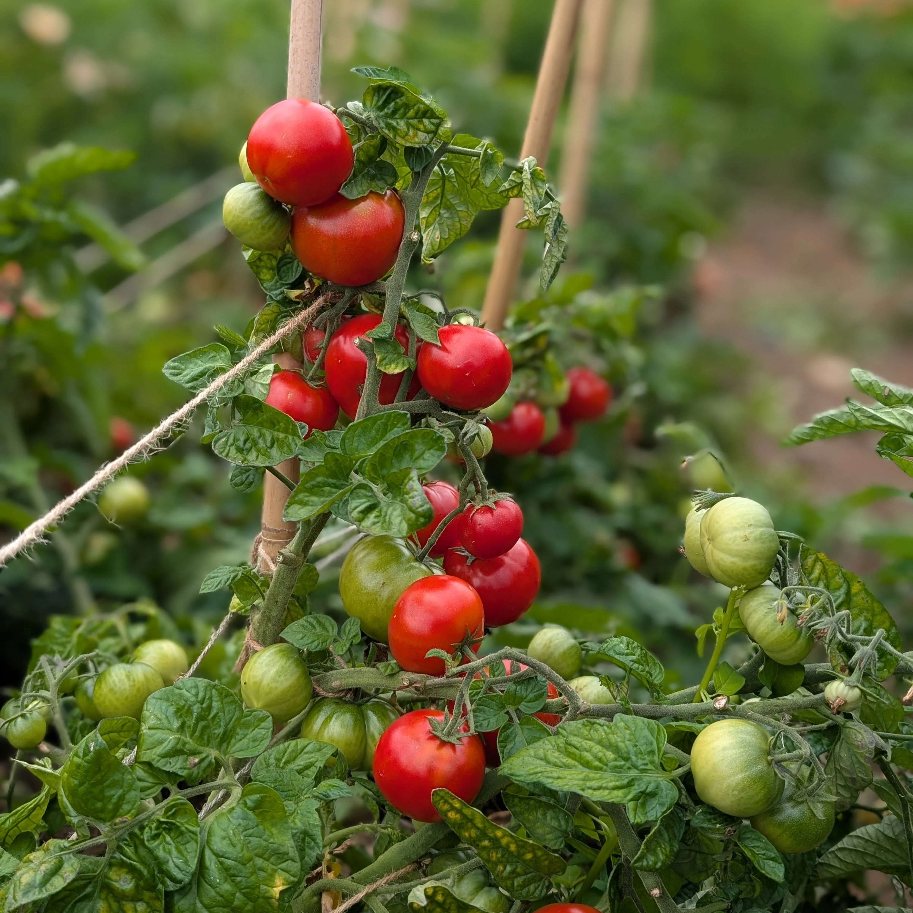 Tomato 'Uralski Ranniy'