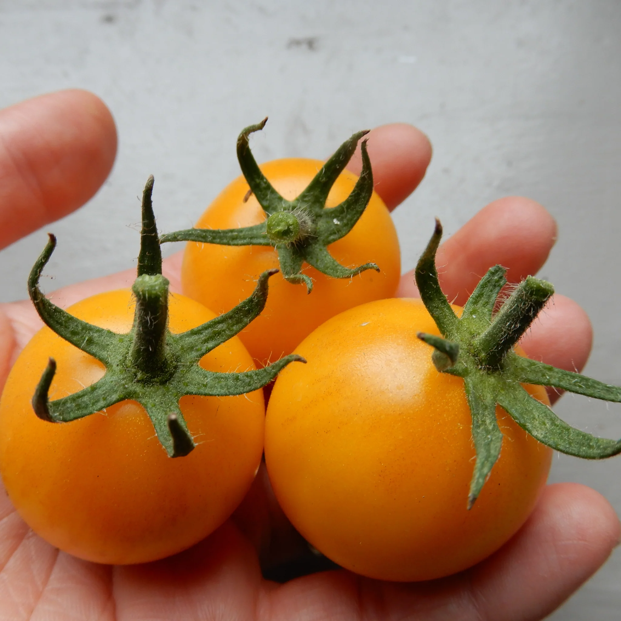Tomato 'Yellow Perfection' (indoor, vining salad tomato)
