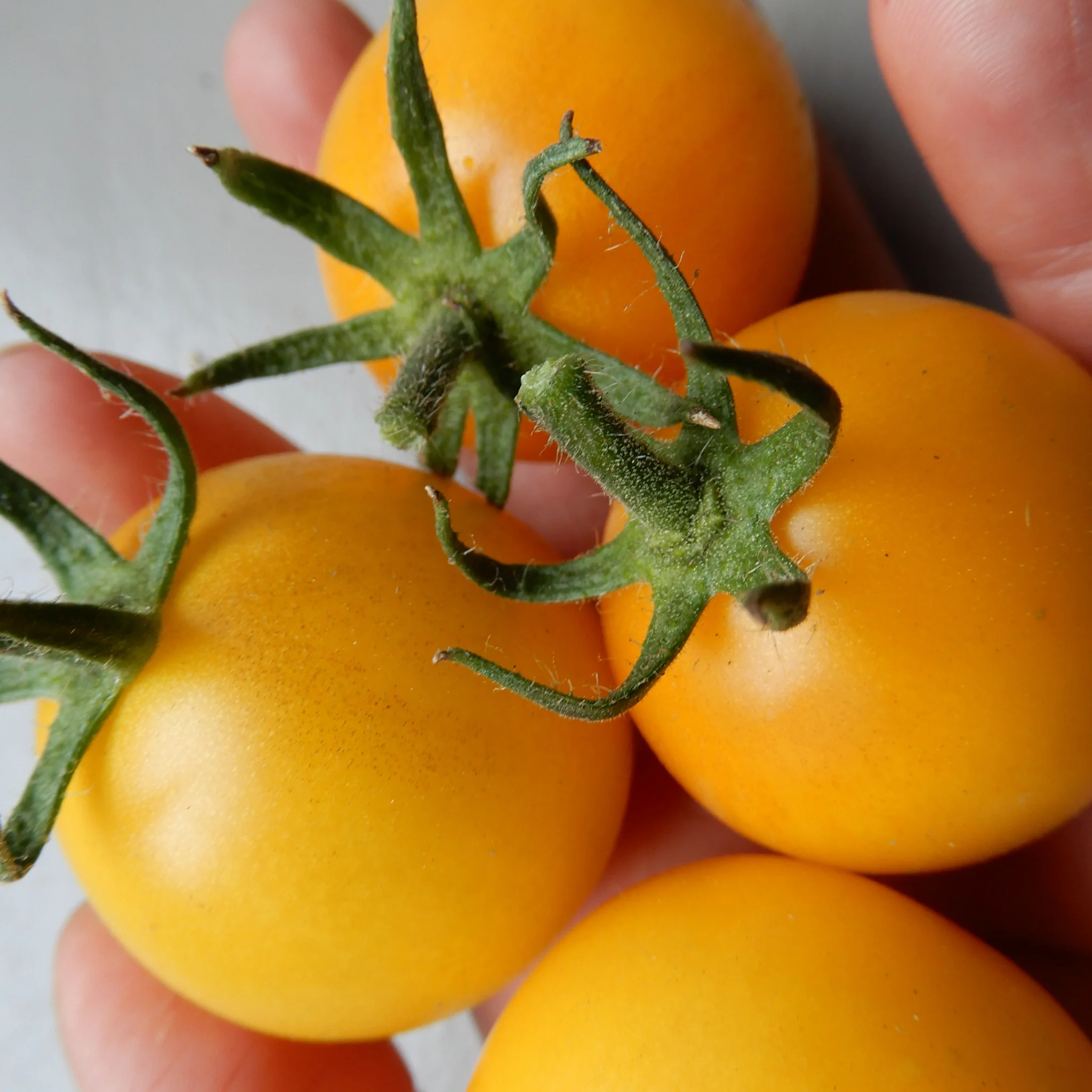 Tomato 'Yellow Perfection' (indoor, vining salad tomato) - Image 2