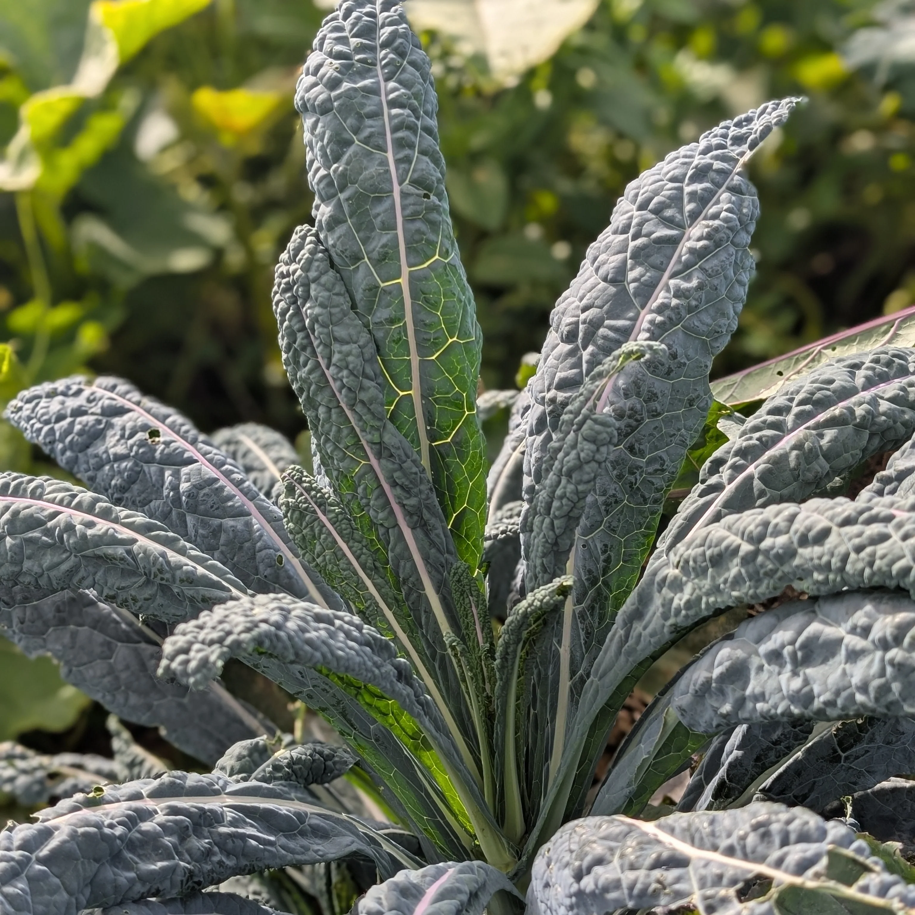 Tuscan Kale 'Nero di Toscana' - Image 2
