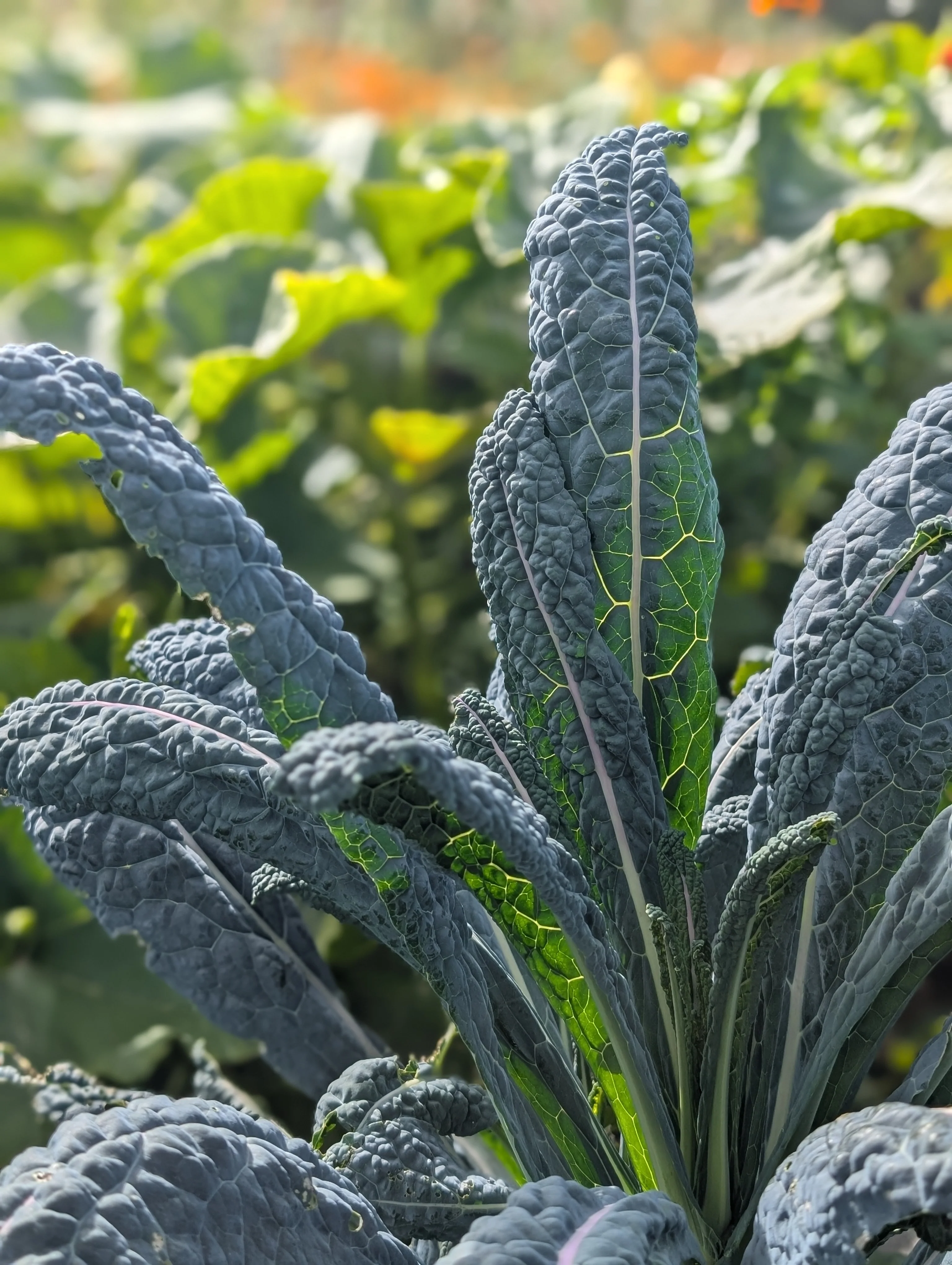 Tuscan Kale 'Nero di Toscana' - Image 3